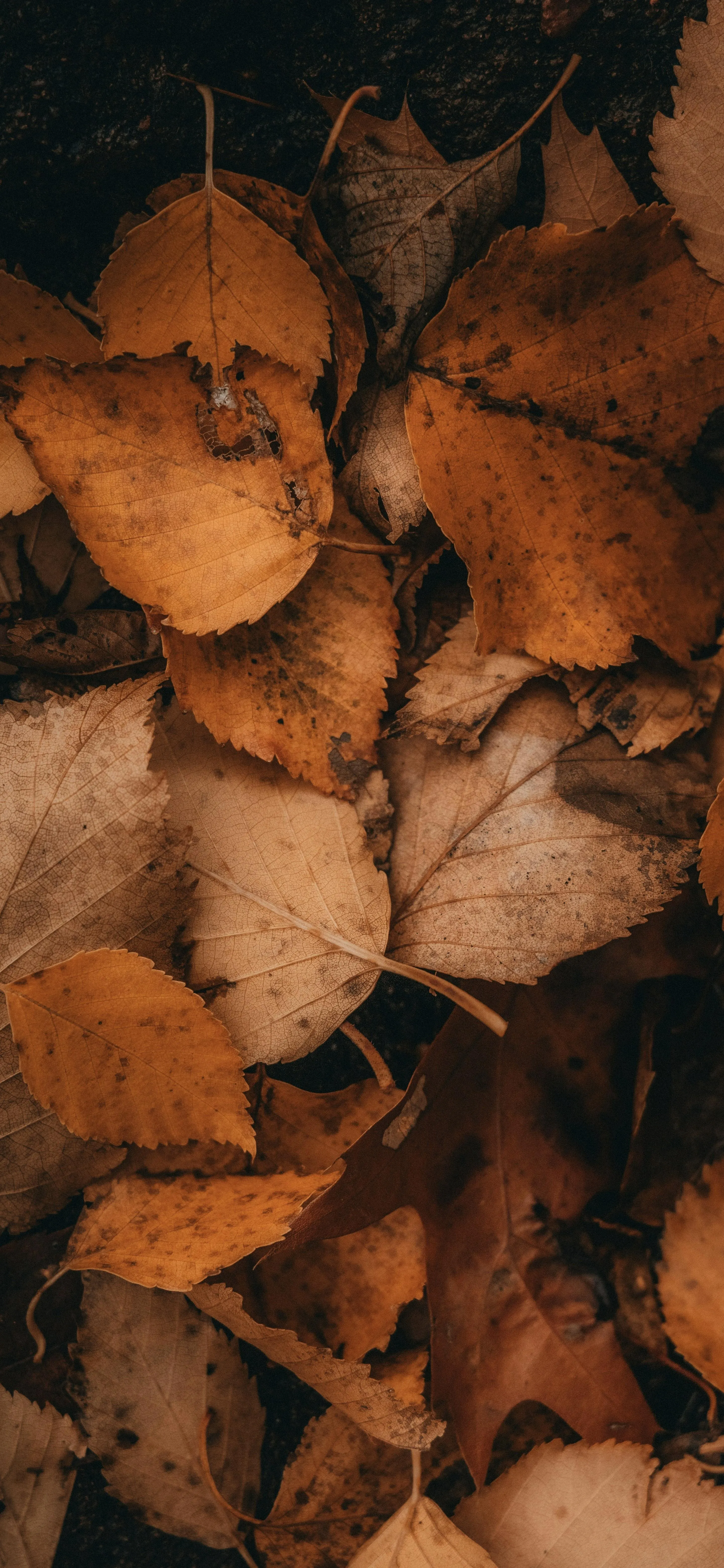 Brown Autumn Leaves Scattered on The Ground Outdoors