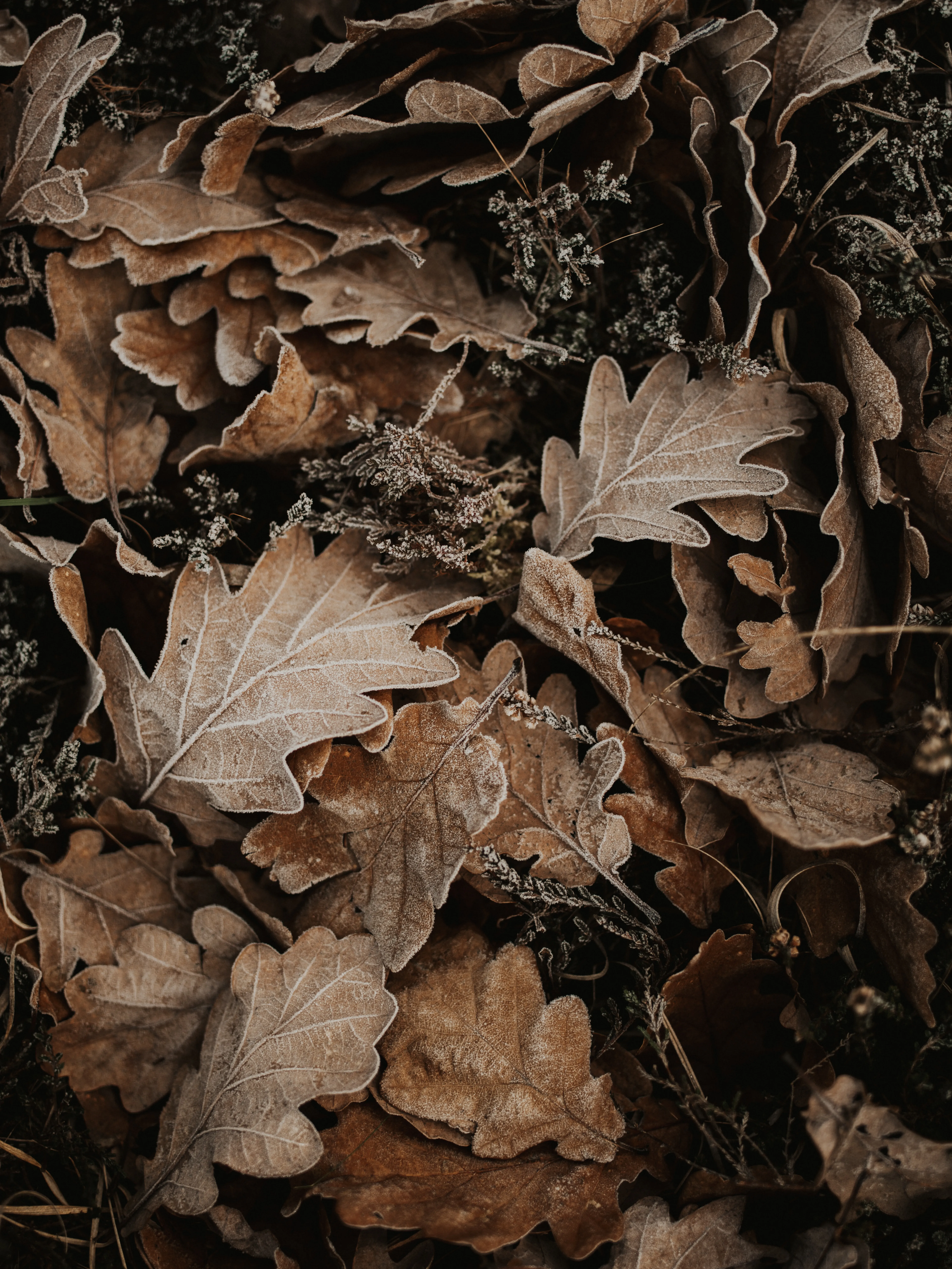 Brown Fallen Leaves Creating Autumn Texture Wallpaper