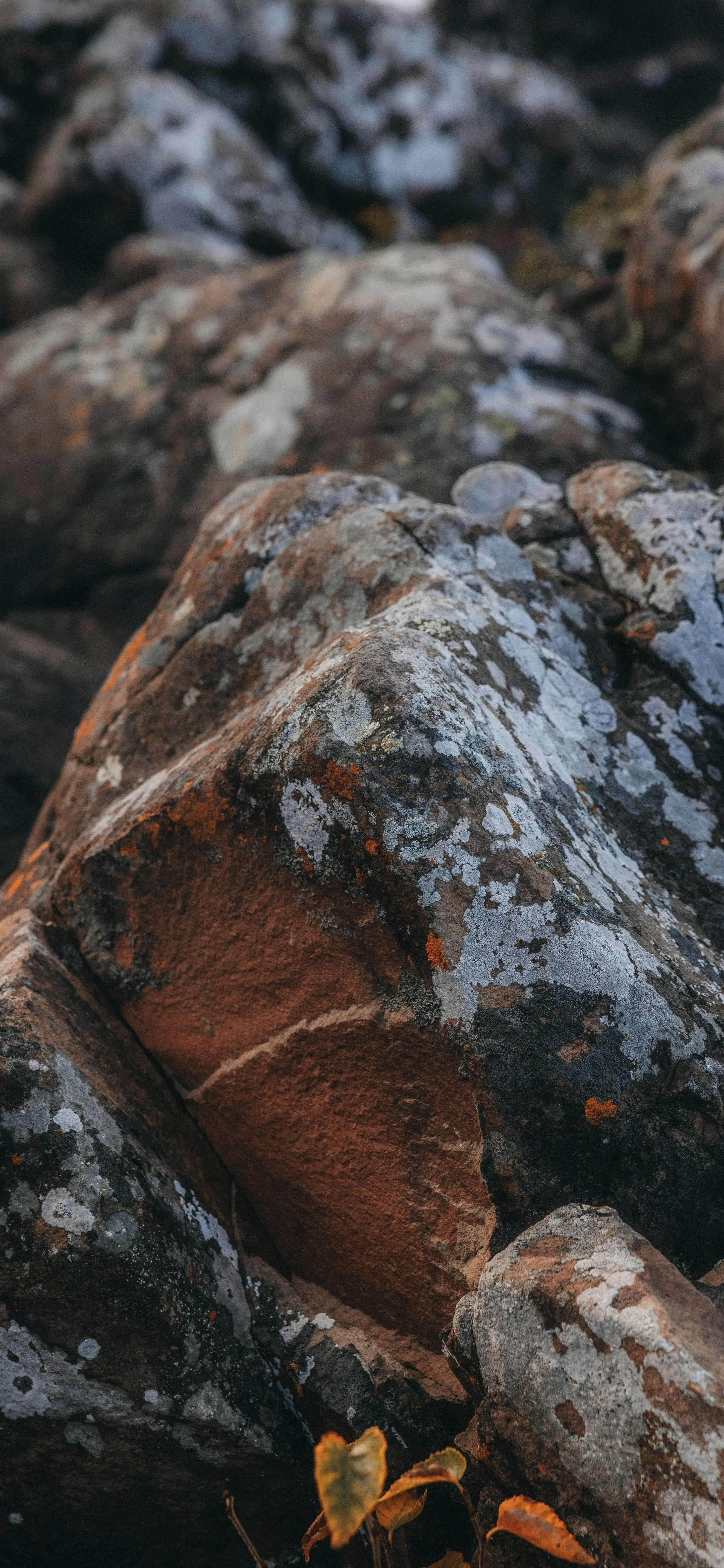 Brown Rocky Terrain with Moss and Natural Textures Wallpaper