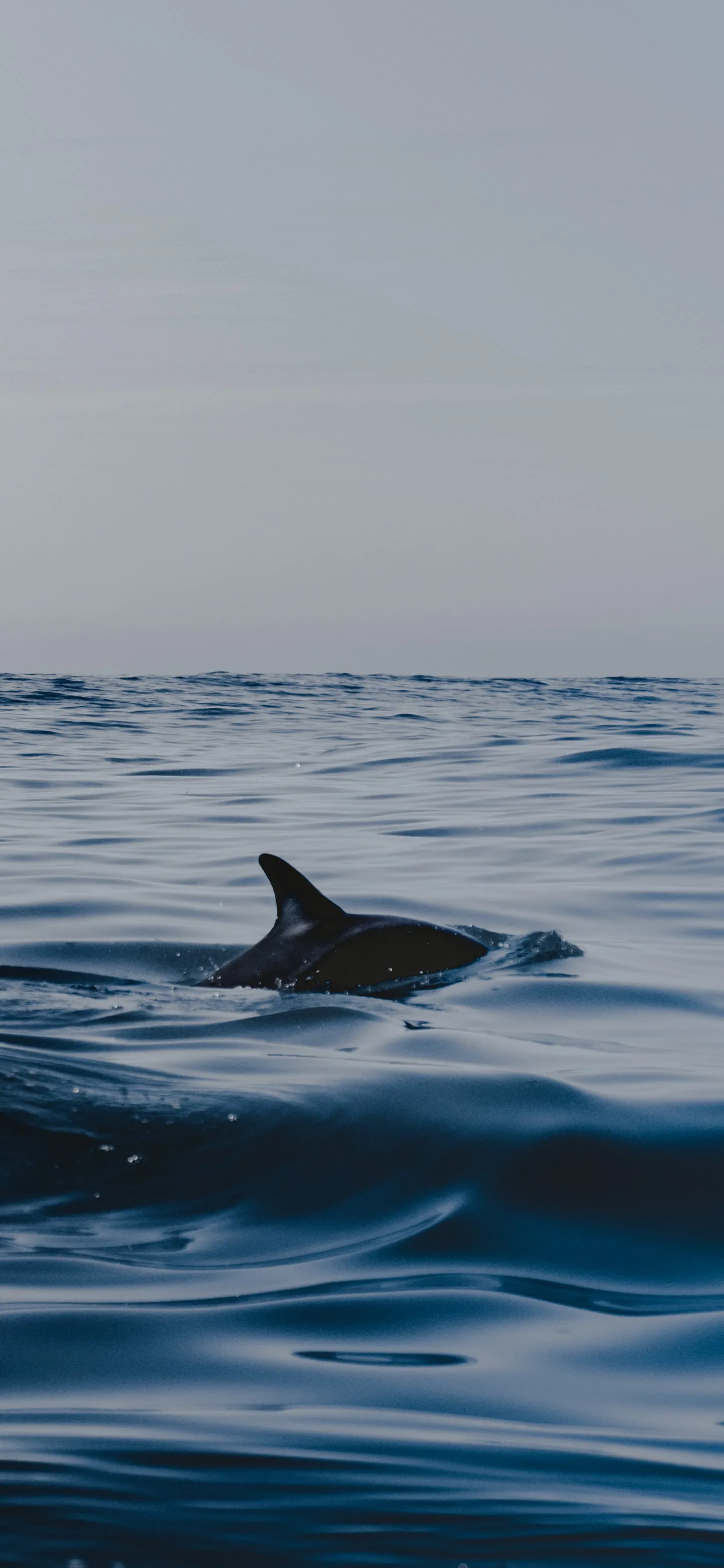 Calm Ocean Surface with Whale Fin Above Blue Waters