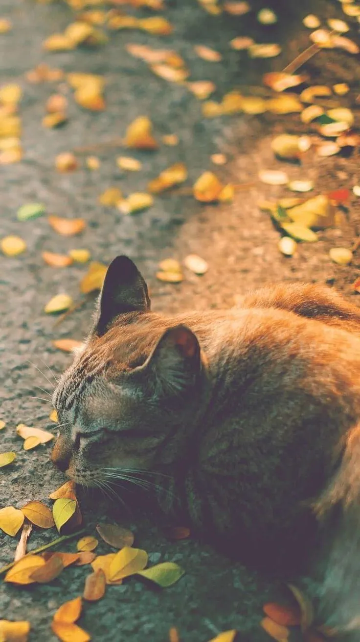 Cat Resting on Autumn Leaves Under Warm Light Wallpaper