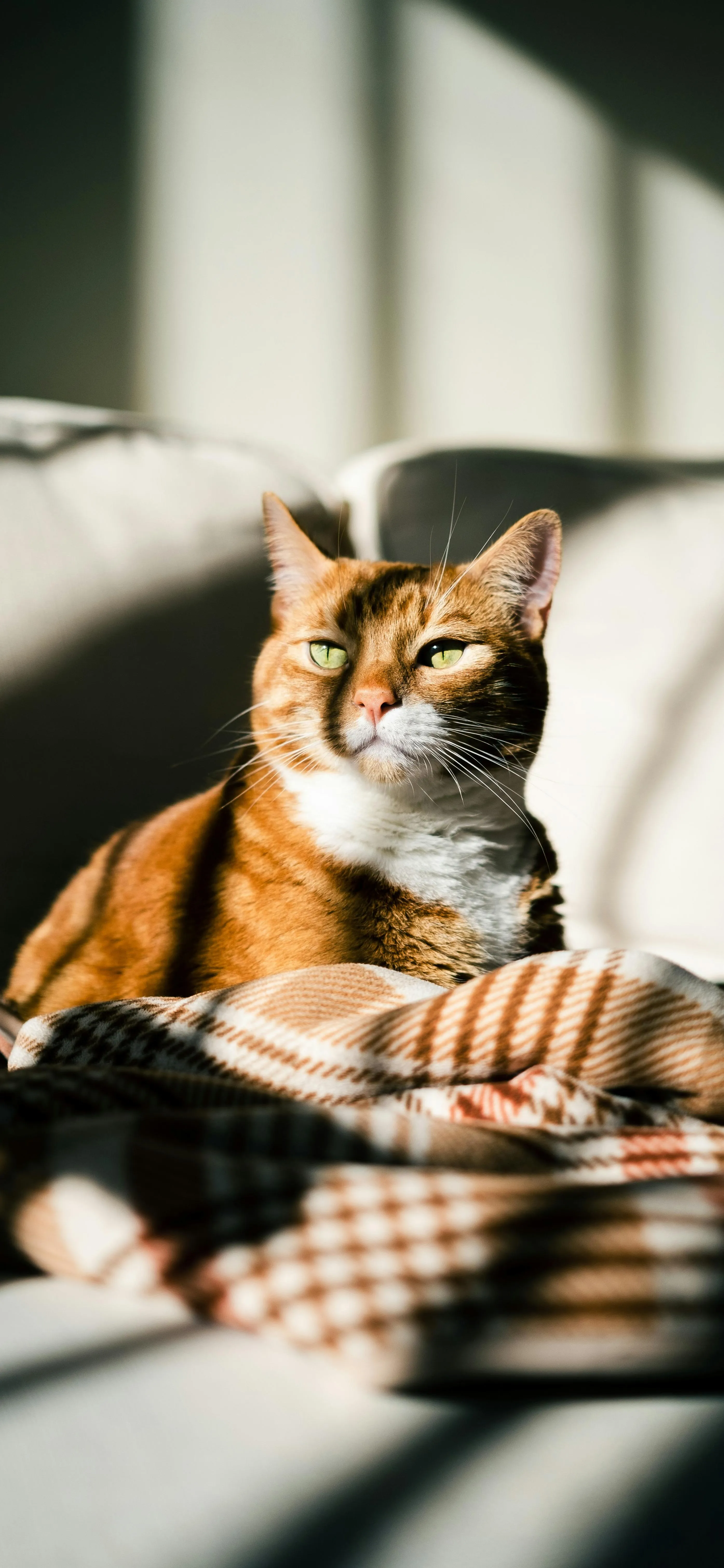 Cat Sitting on Cozy Blanket in Sunlit Room by Window