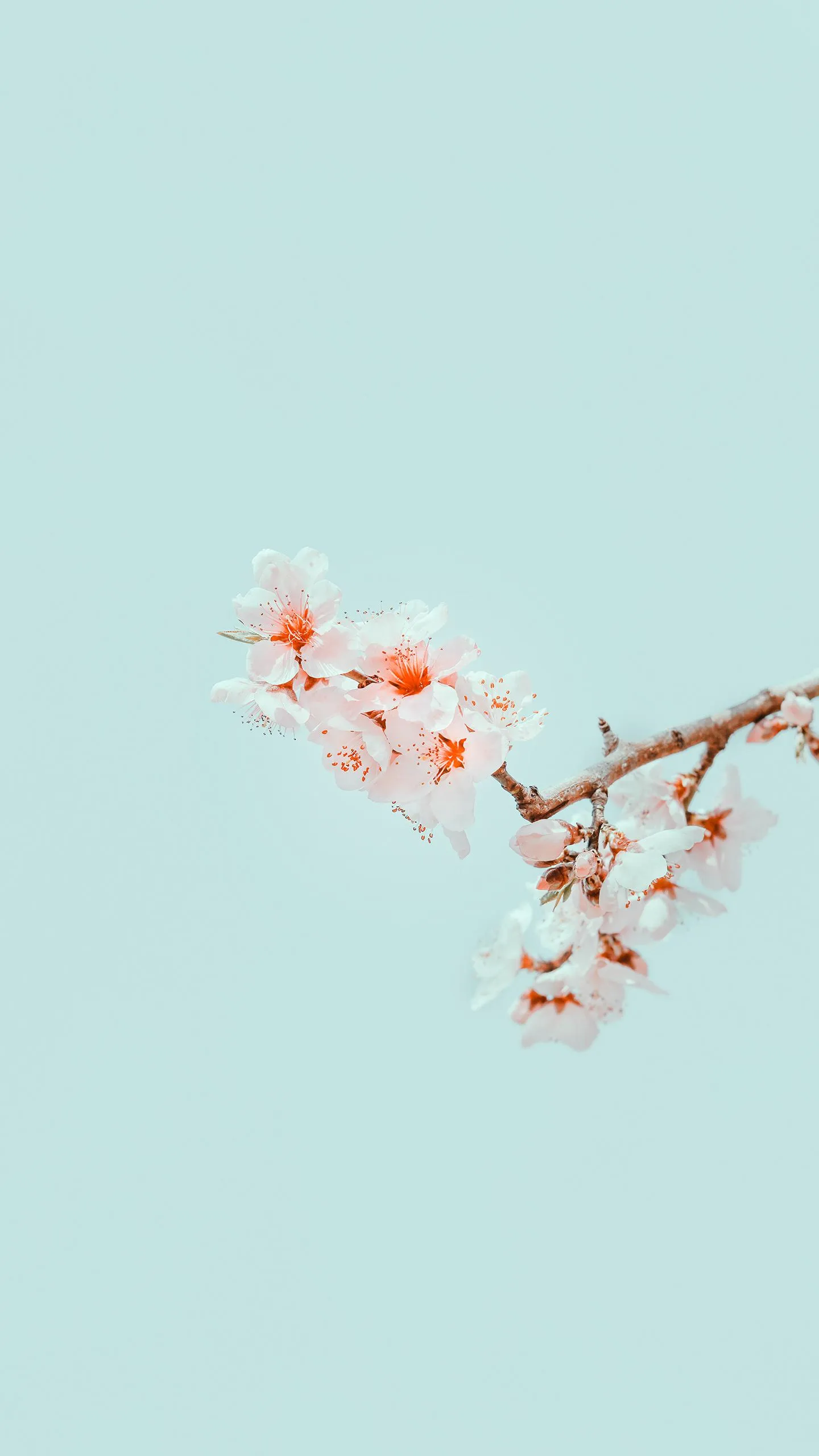 Cherry Blossom Branch on Soft Blue Background Wallpaper
