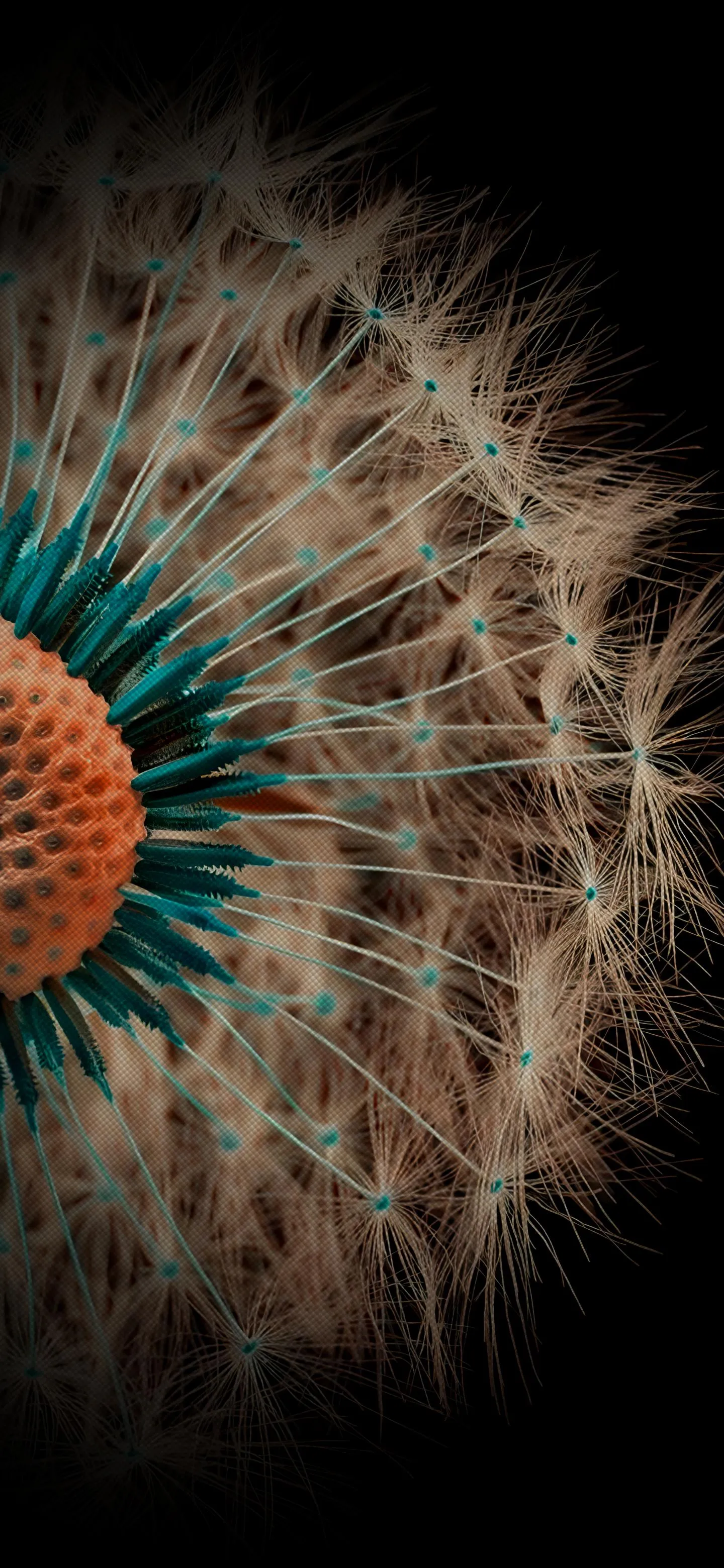 Close Up of a Dandelion Showing Its Delicate Seed Design