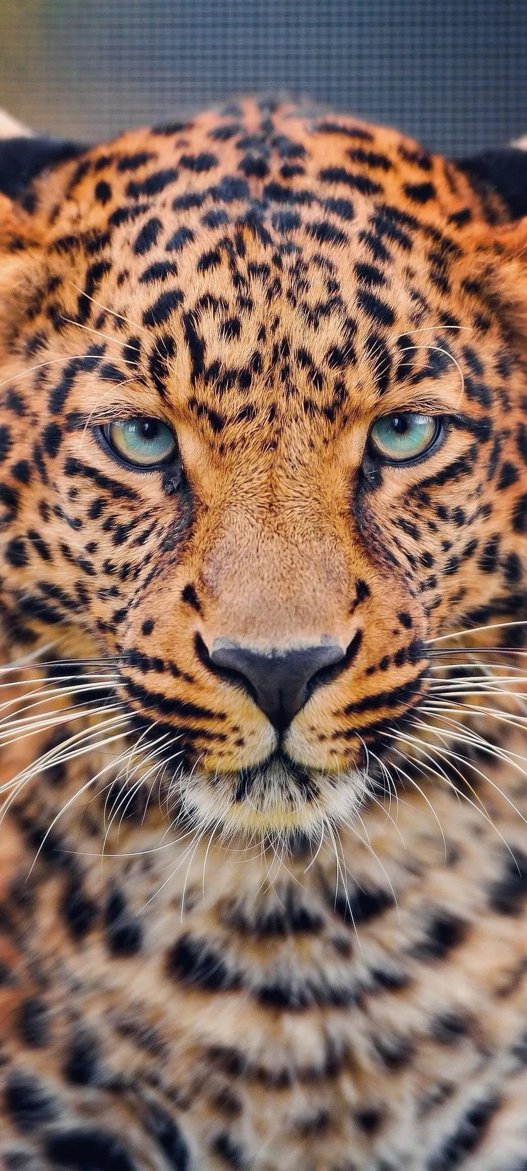 Close Up of a Leopard Staring in Natural Habitat Wallpaper
