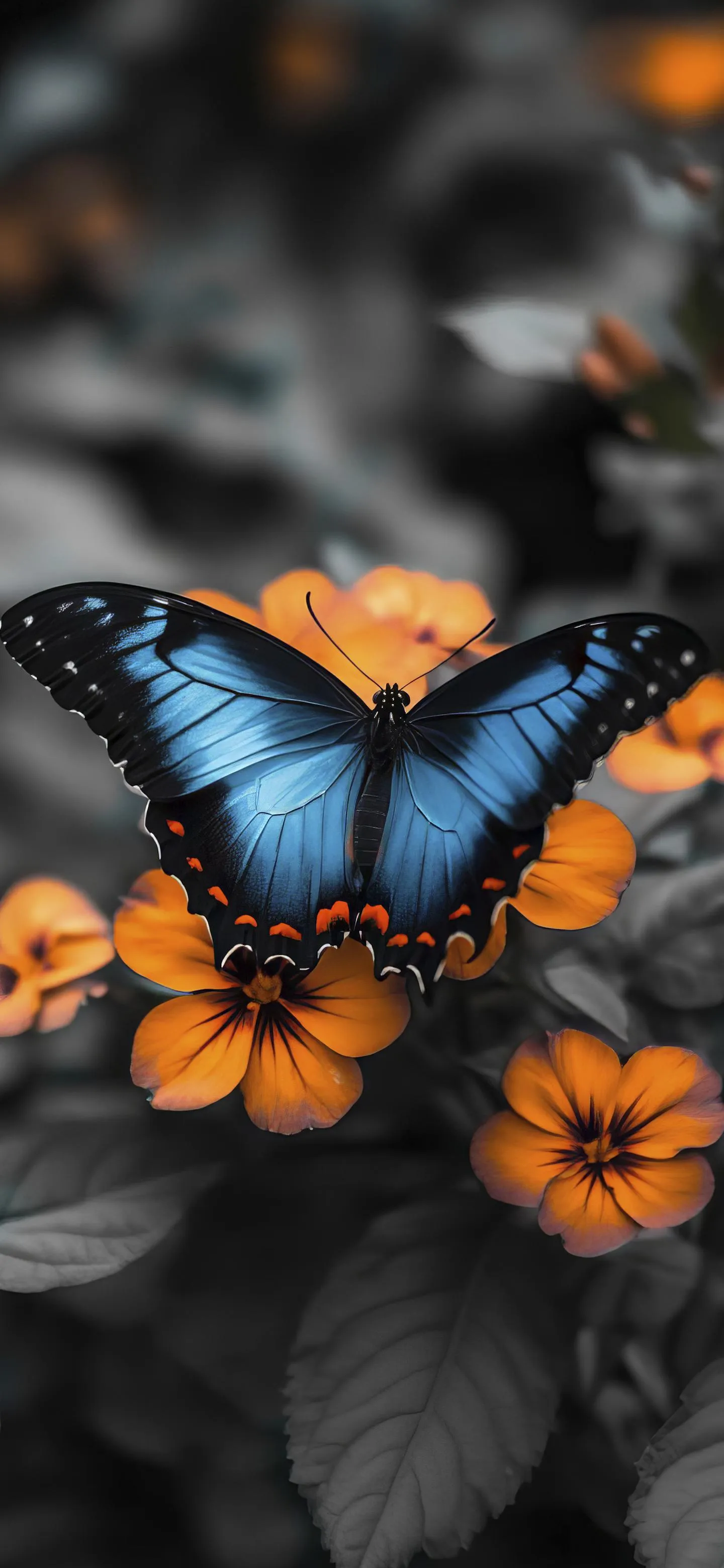 Close Up Of Blue And Orange Butterfly On Dark Background