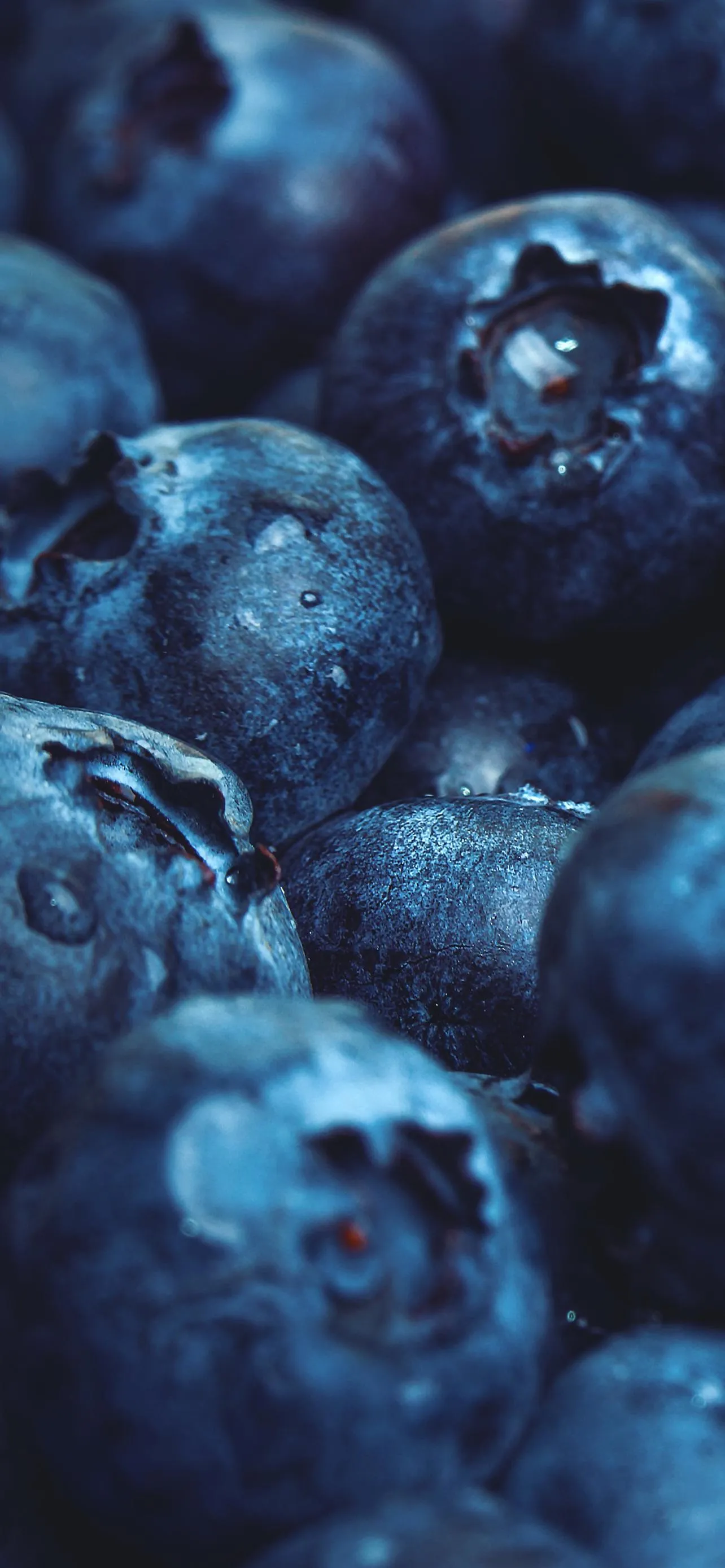 Close Up of Blueberries with Water Droplets in Focus