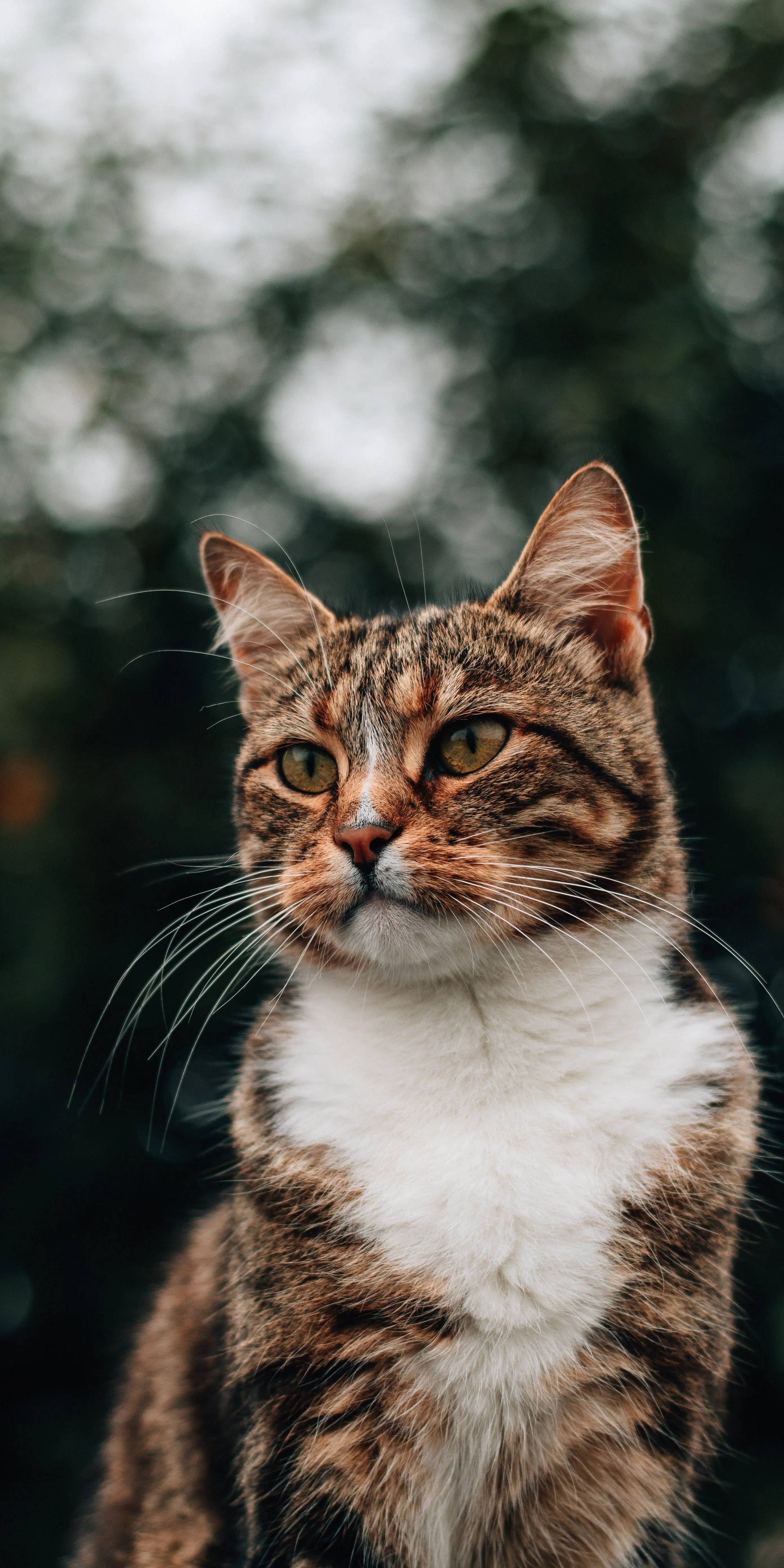 Close Up of Brown Tabby Cat Sitting Outdoors Wallpaper
