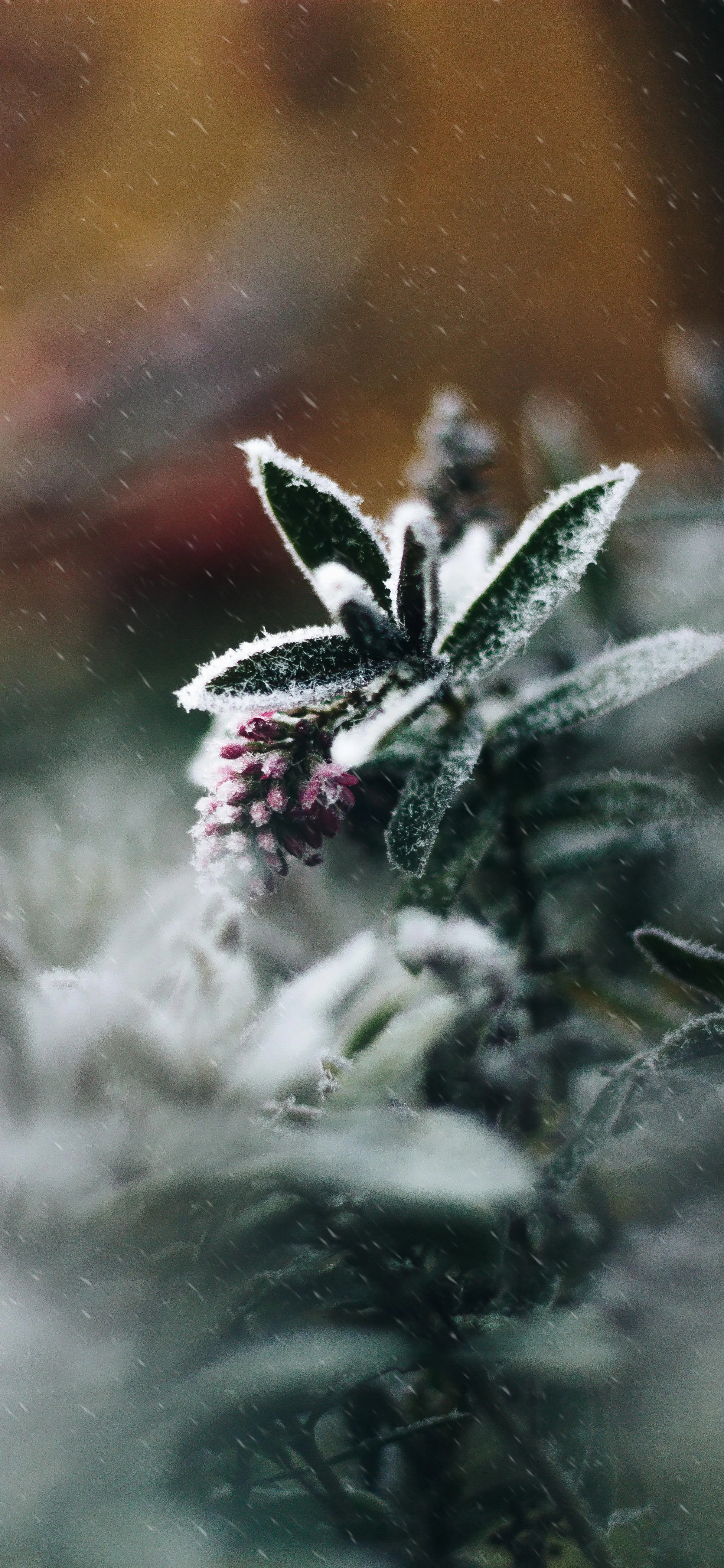 Close Up of Cannabis Leaf with Dew Drops in Natural Light