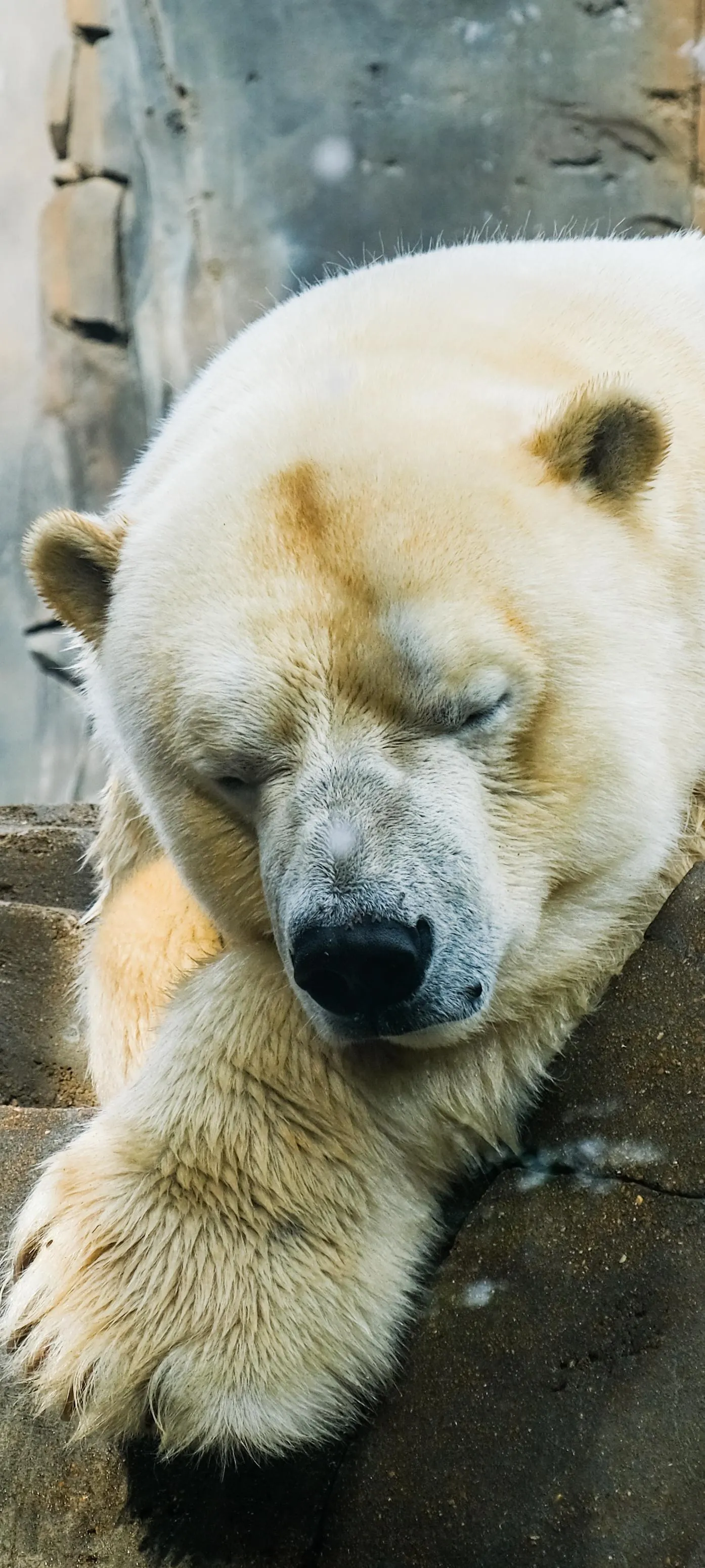 Close Up of Cute Sleeping Polar Bear with Soft Fur HD Image