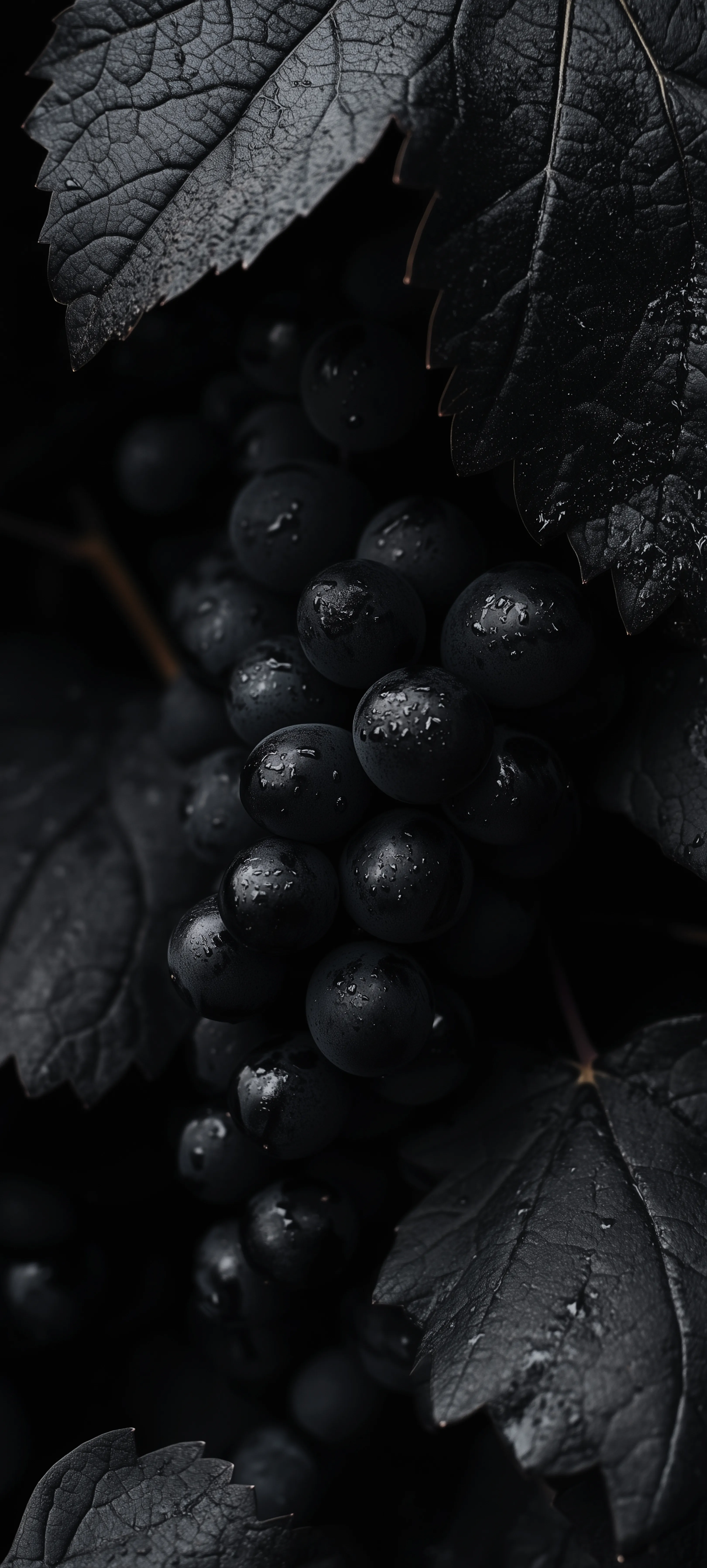 Close Up of Dark Grapes Hanging on The Vine Image for Realme