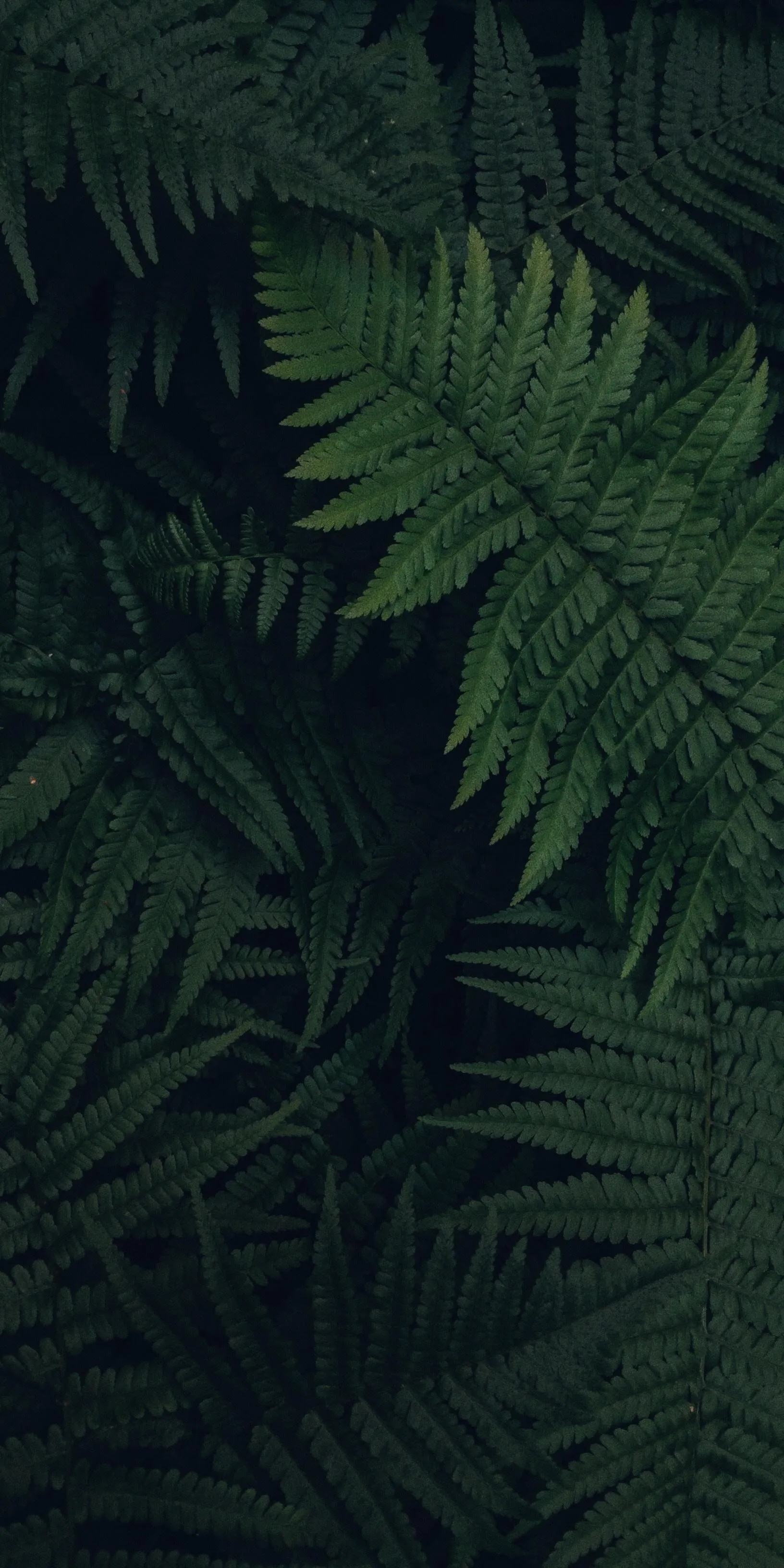 Close Up of Dark Green Leaves in Natural Light Wallpaper