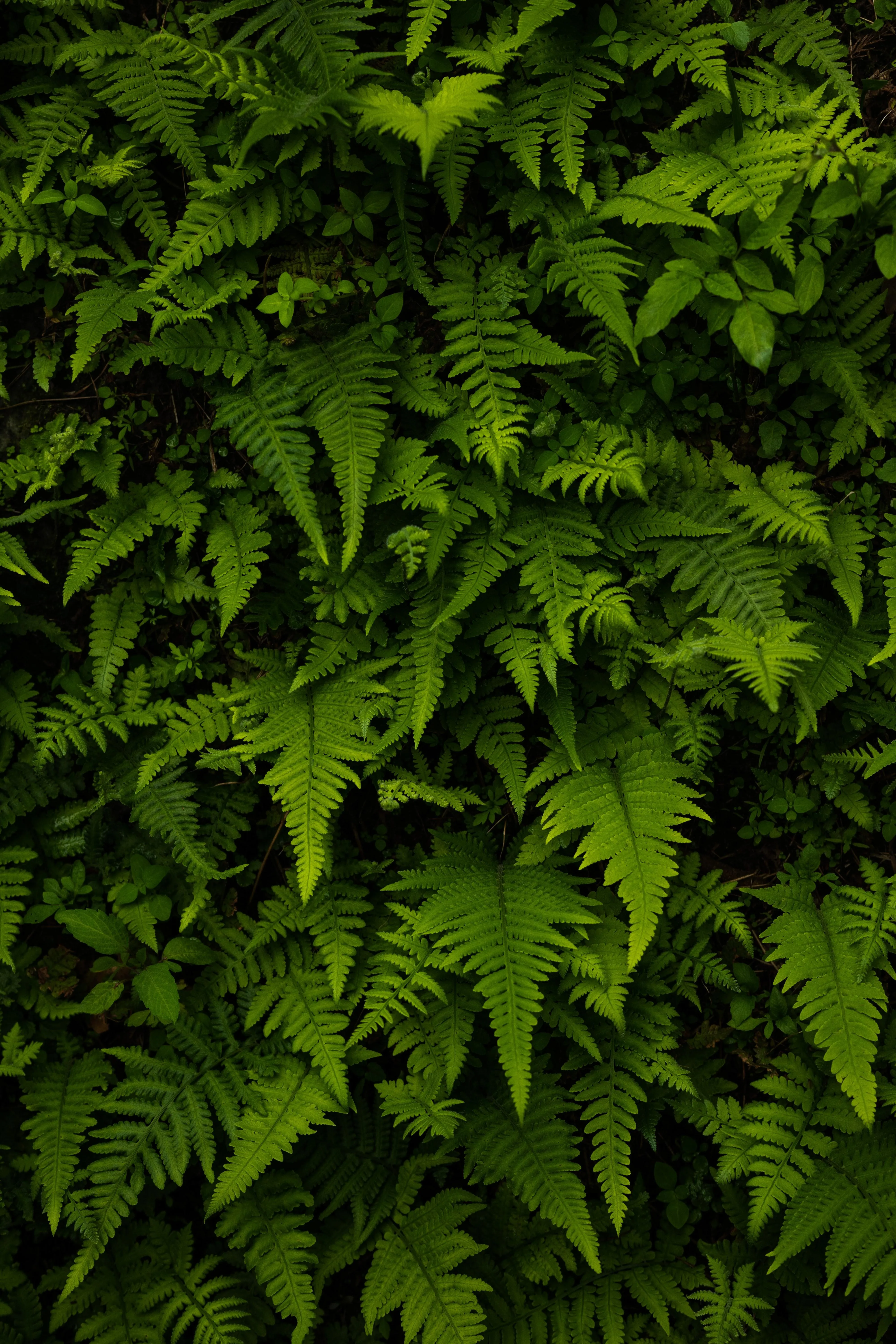 Close Up of Dense Green Leaves in Natural Light Wallpaper
