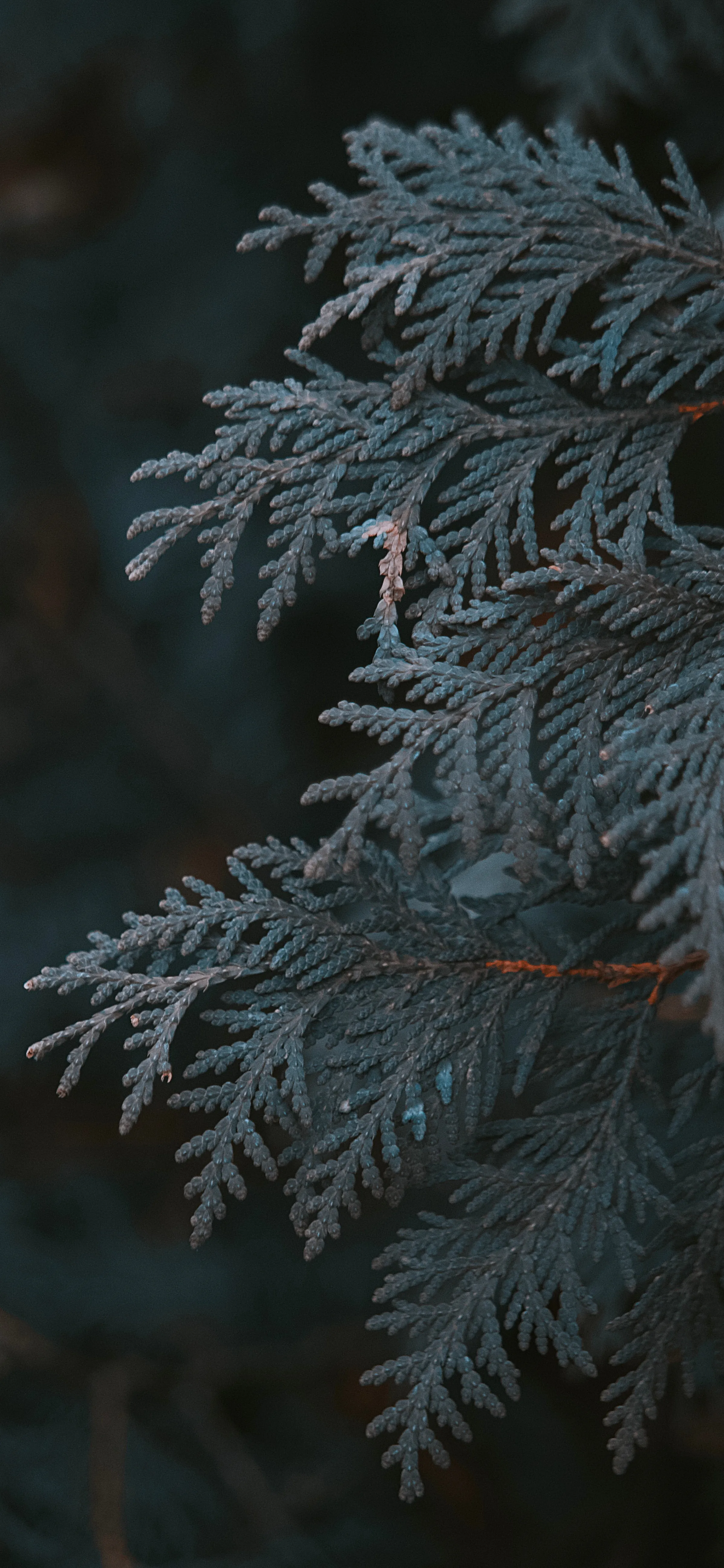 Close Up of Evergreen Pine Branches in Soft Light Wallpaper