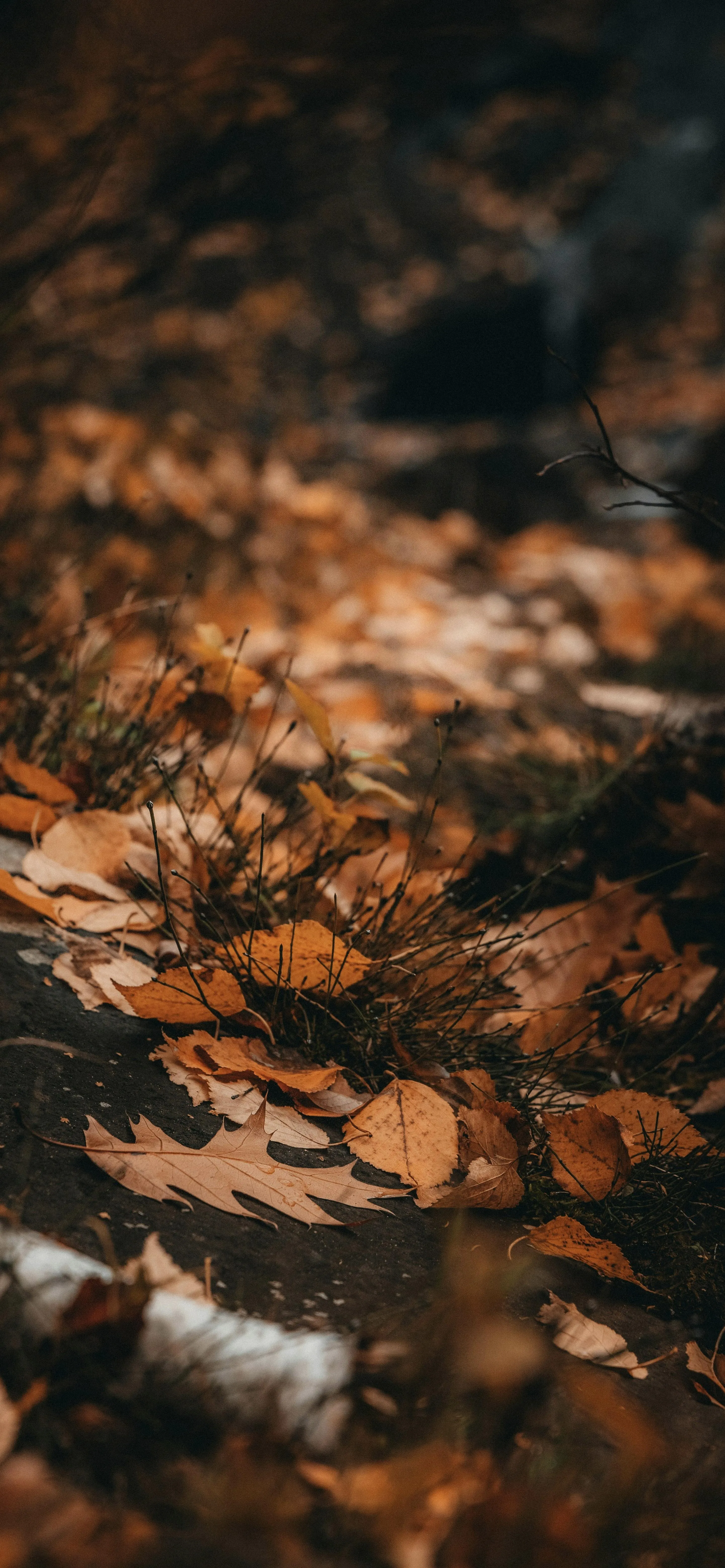 Close Up of Fallen Brown Autumn Leaves on Ground Iphone