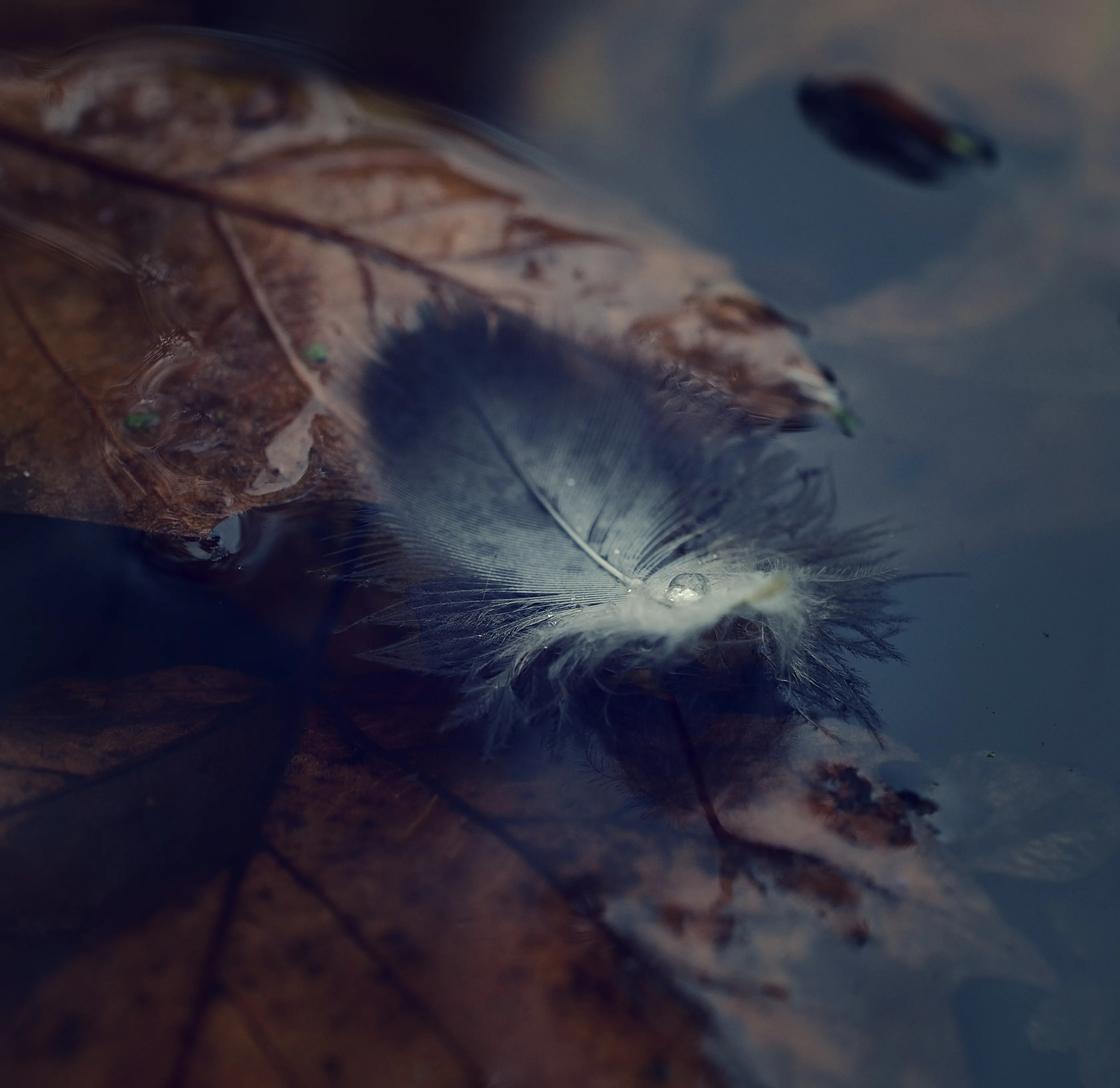 Close Up of Feather with Dew Drops in Soft Light Wallpaper