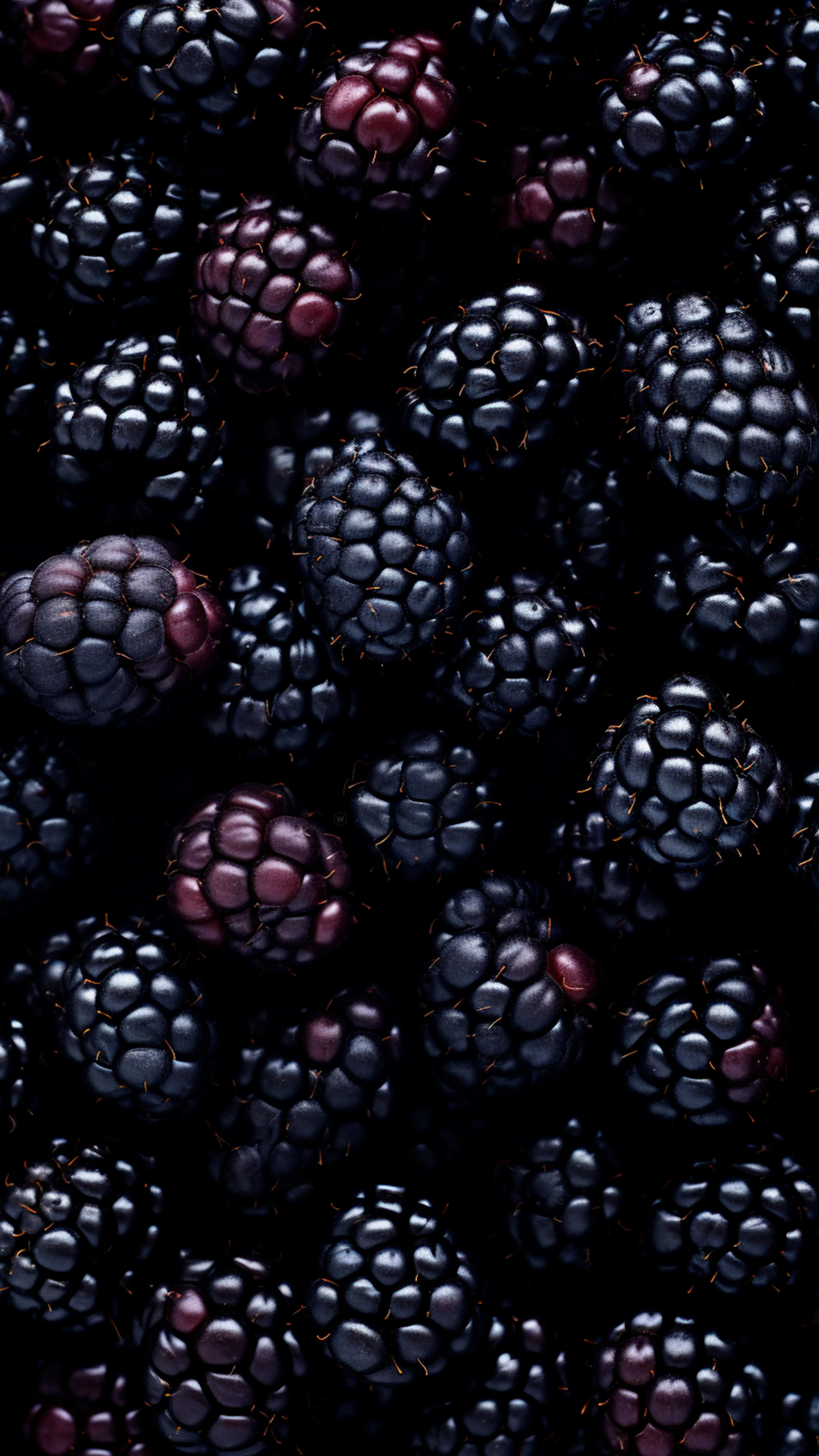 Close Up of Fresh Blackberries with Dark Background