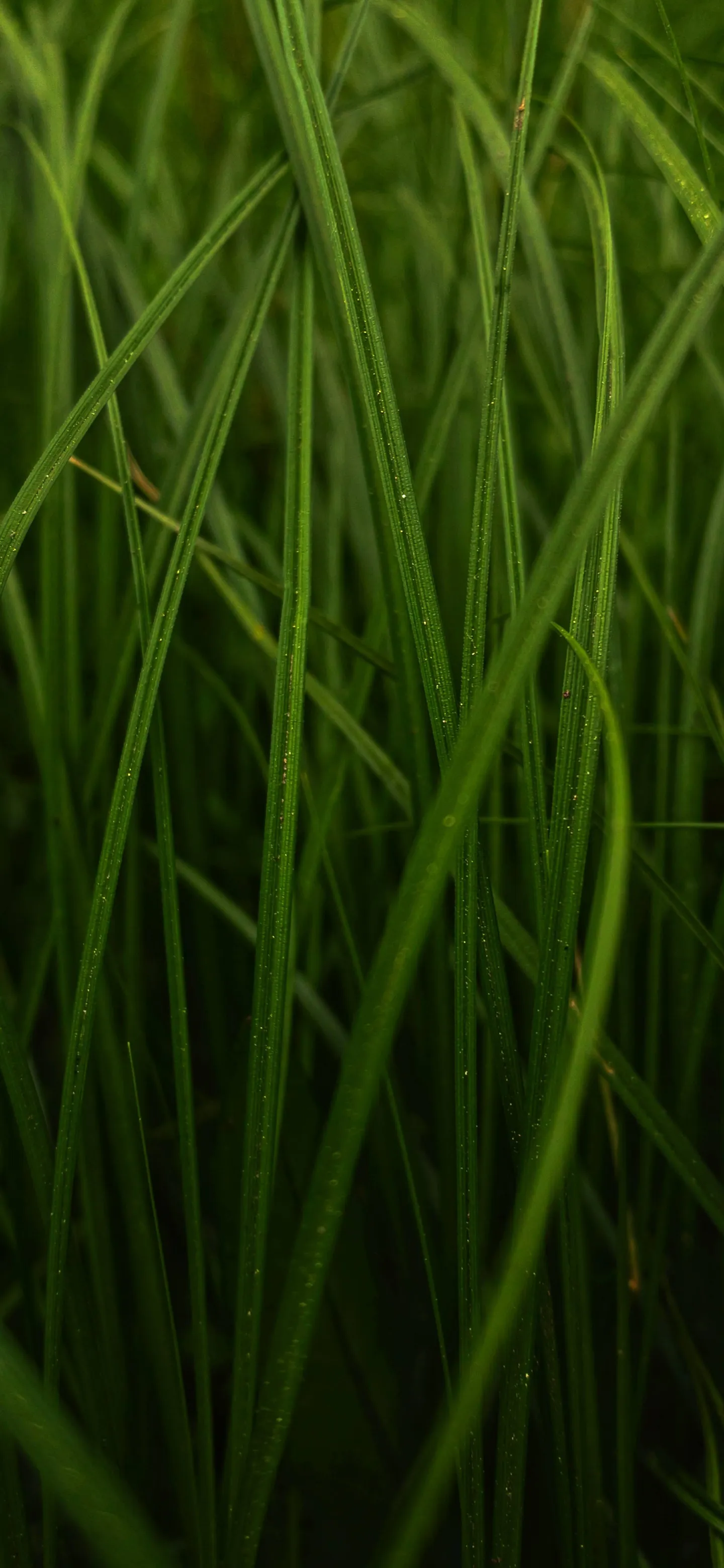 Close Up of Fresh Green Grass Blades in Nature Wallpaper
