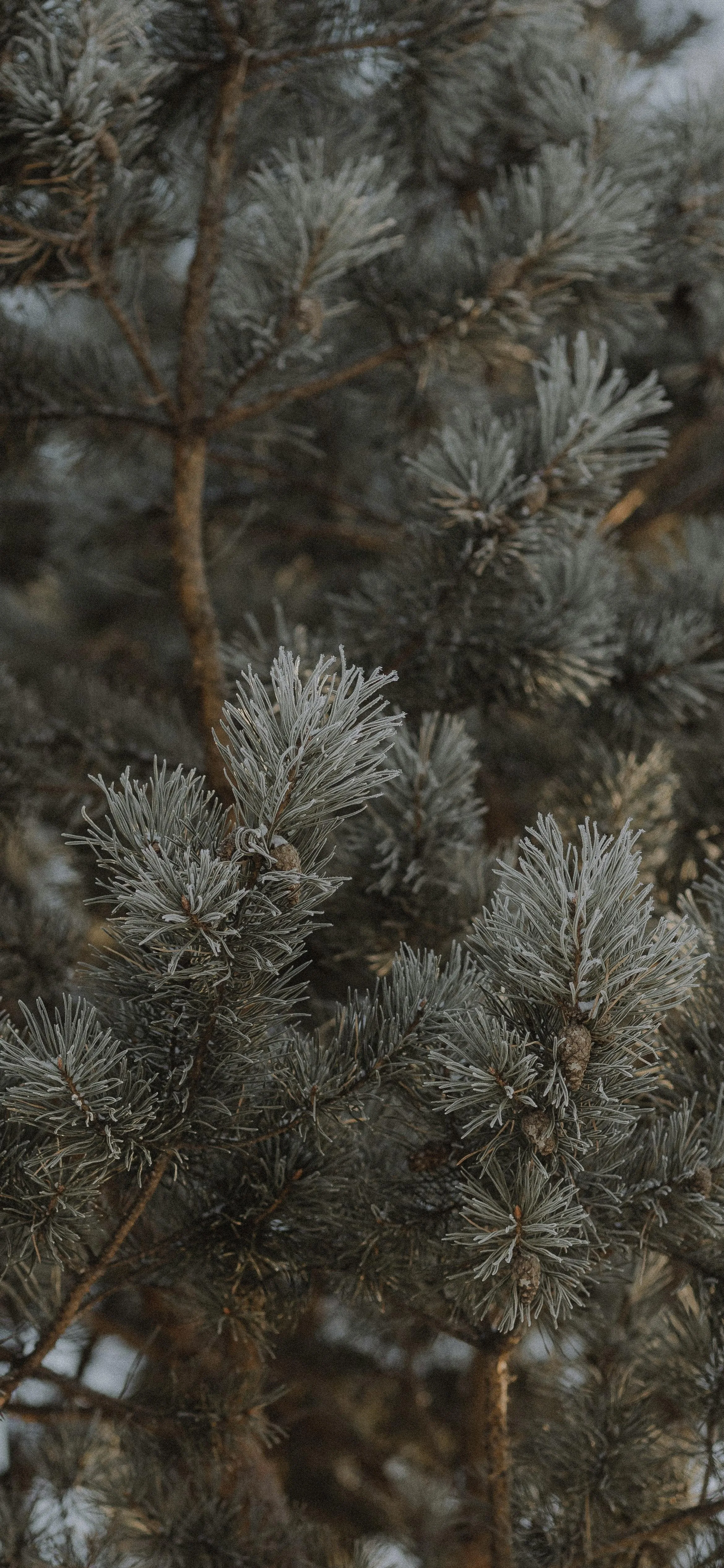 Close Up of Frosty Pine Leaves in Cold Weather Image 4K