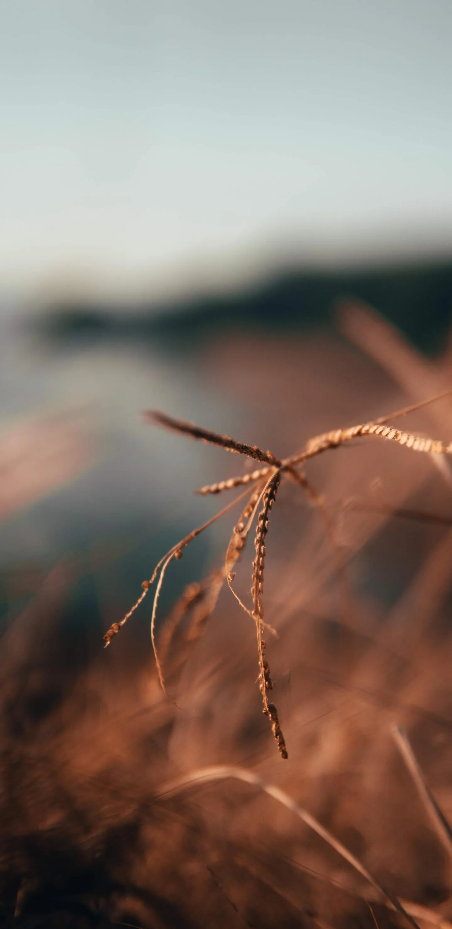 Close Up of Grass in Warm Golden Evening Light Wallpaper