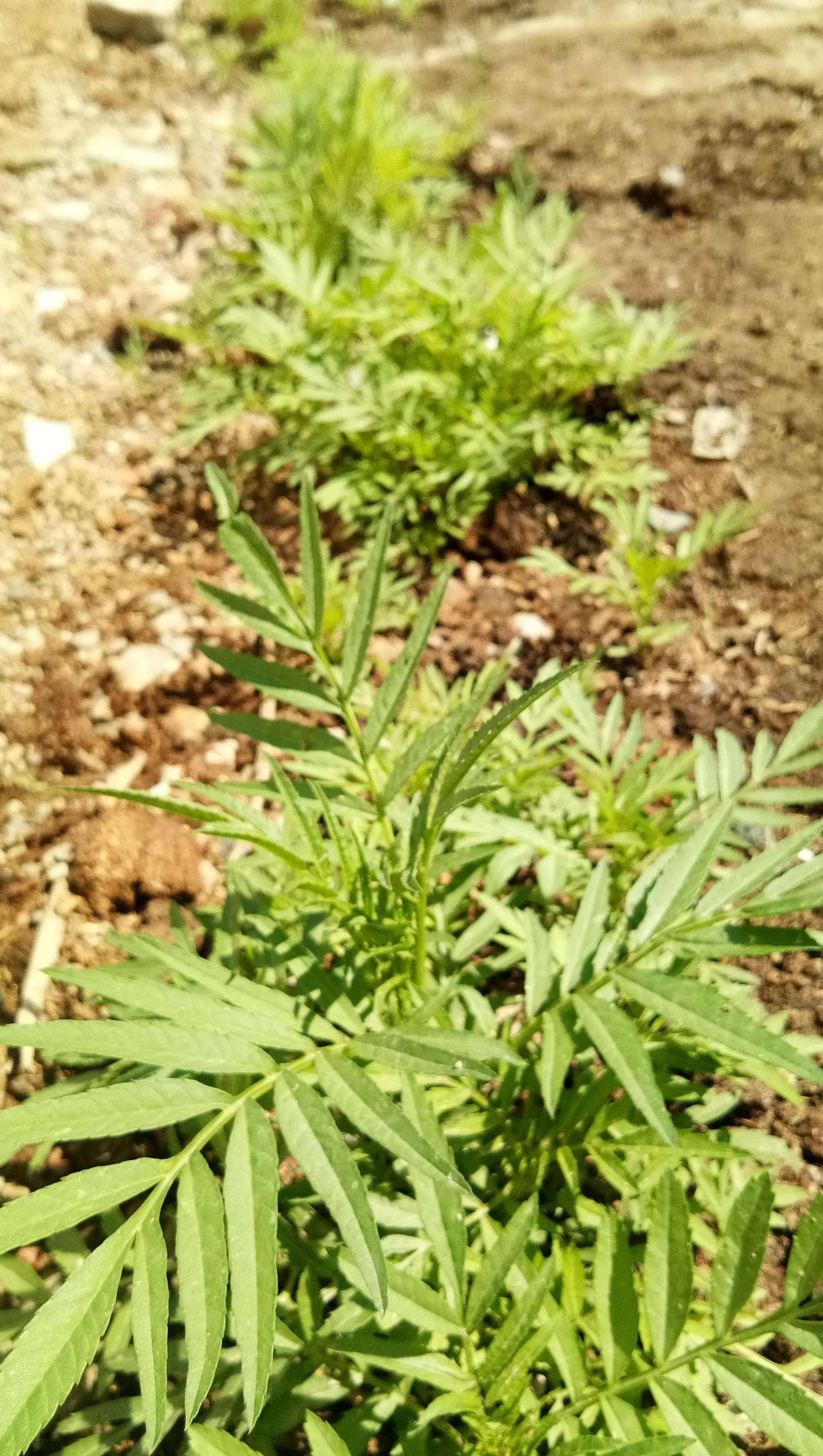 Close Up of Green Cannabis Plant Outdoors Free Wallpaper