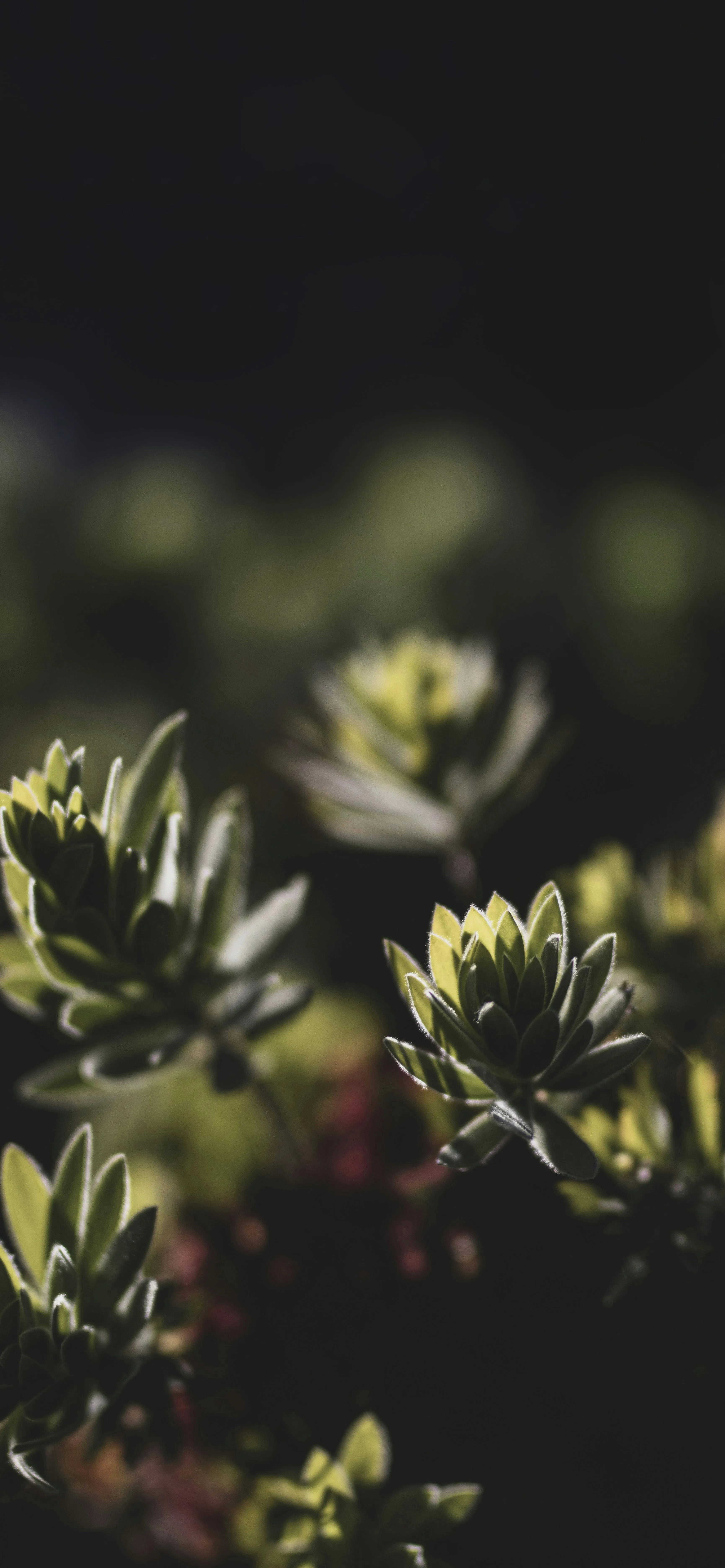 Close Up of Green Flowers Captured with Soft Background