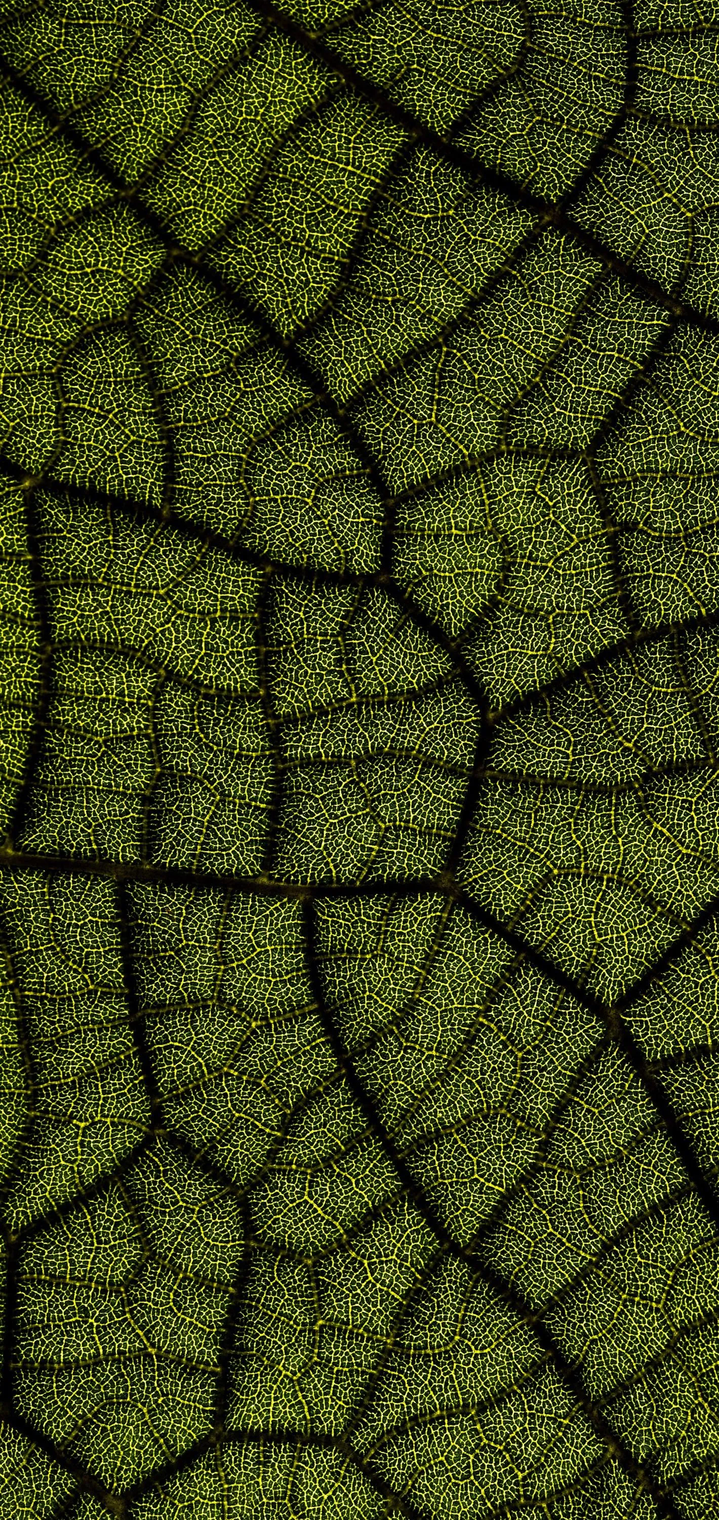 Close Up of Green Leaf with Detailed Vein Patterns Image