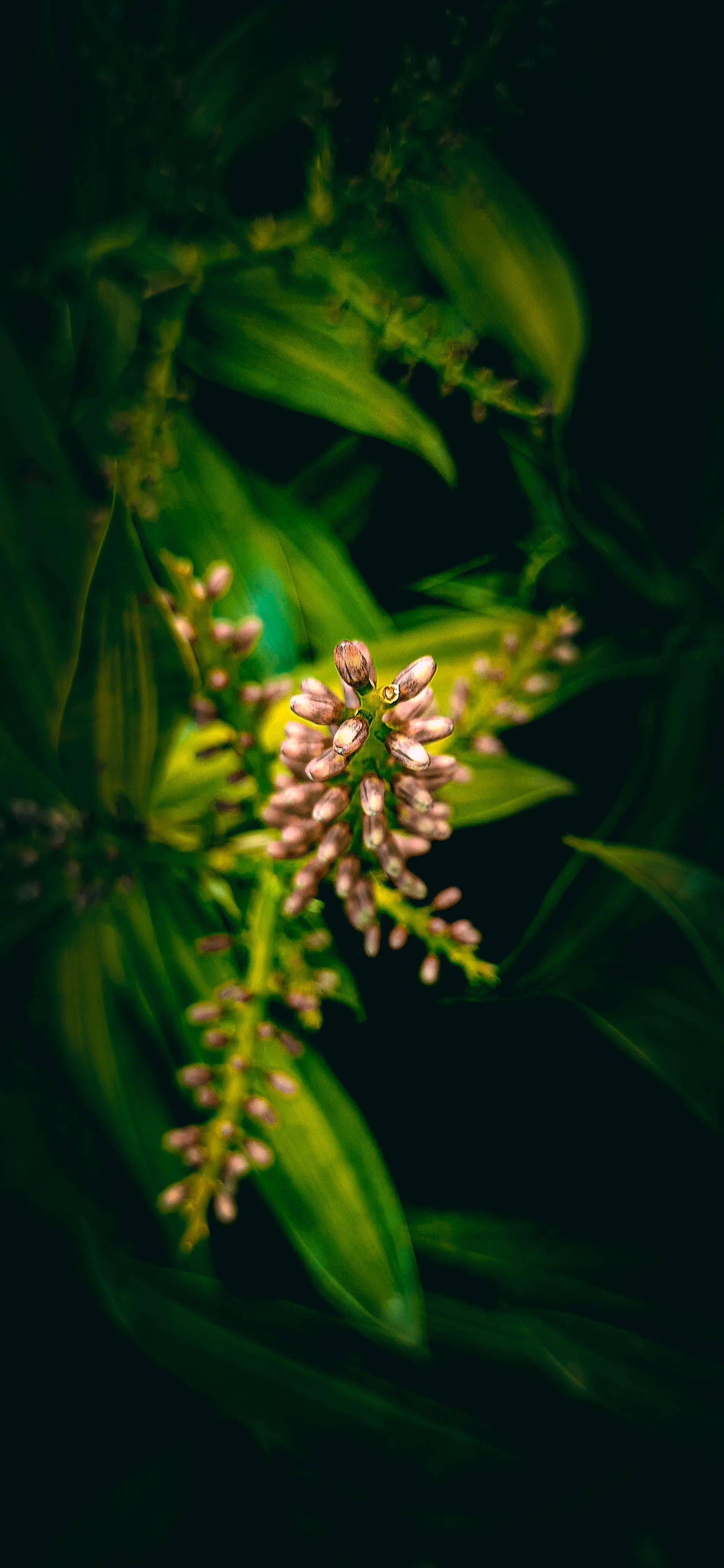 Close Up of Green Leaves and Small Yellow Flowers Image