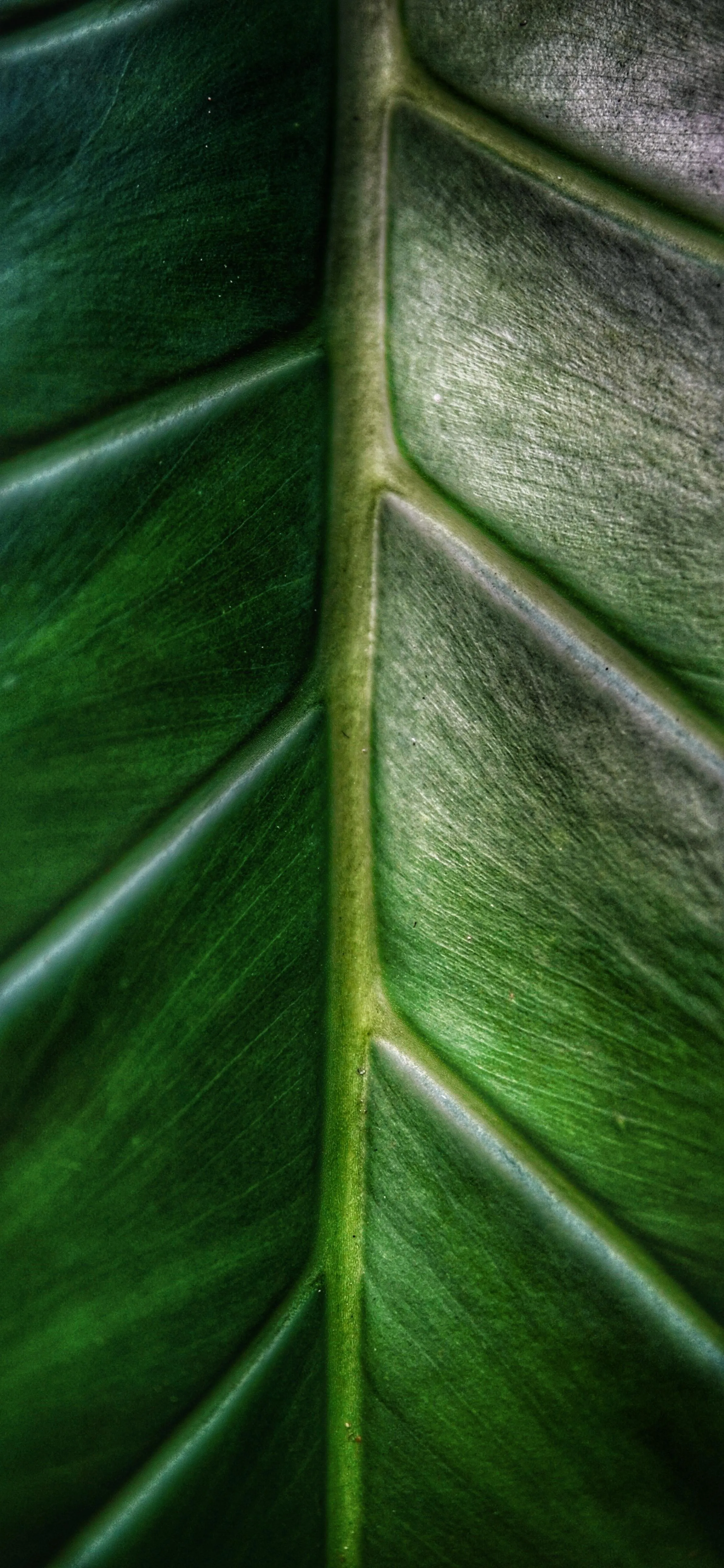 Close Up of Green Tropical Leaf with Vivid Texture Image