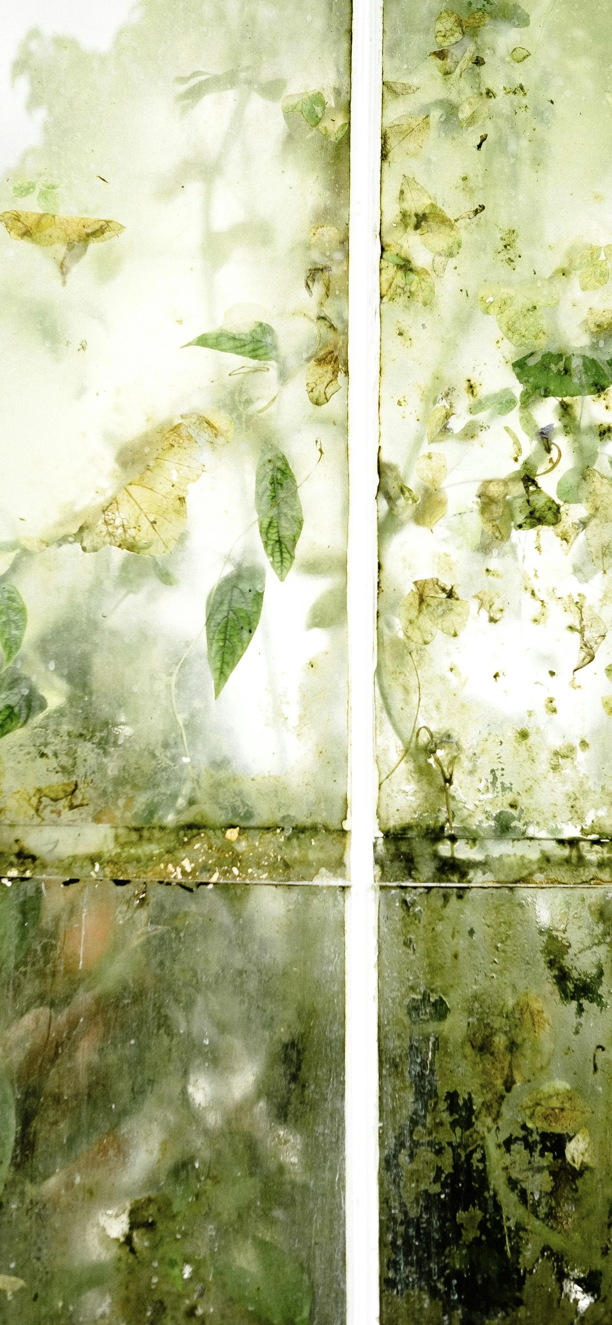 Close Up of Moss and Plants Growing on Old Window Glass