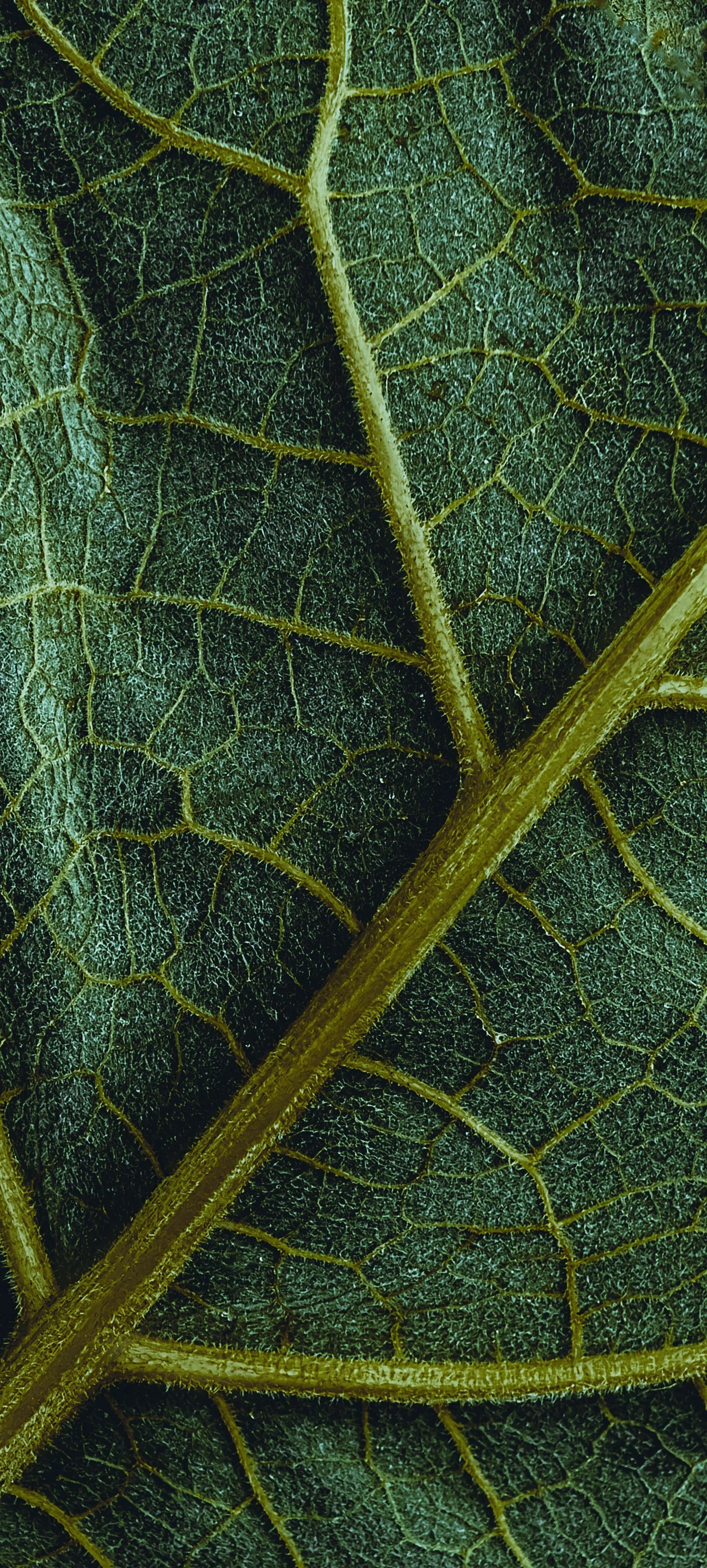 Close Up of Natural Leaf Texture with Veins Visible