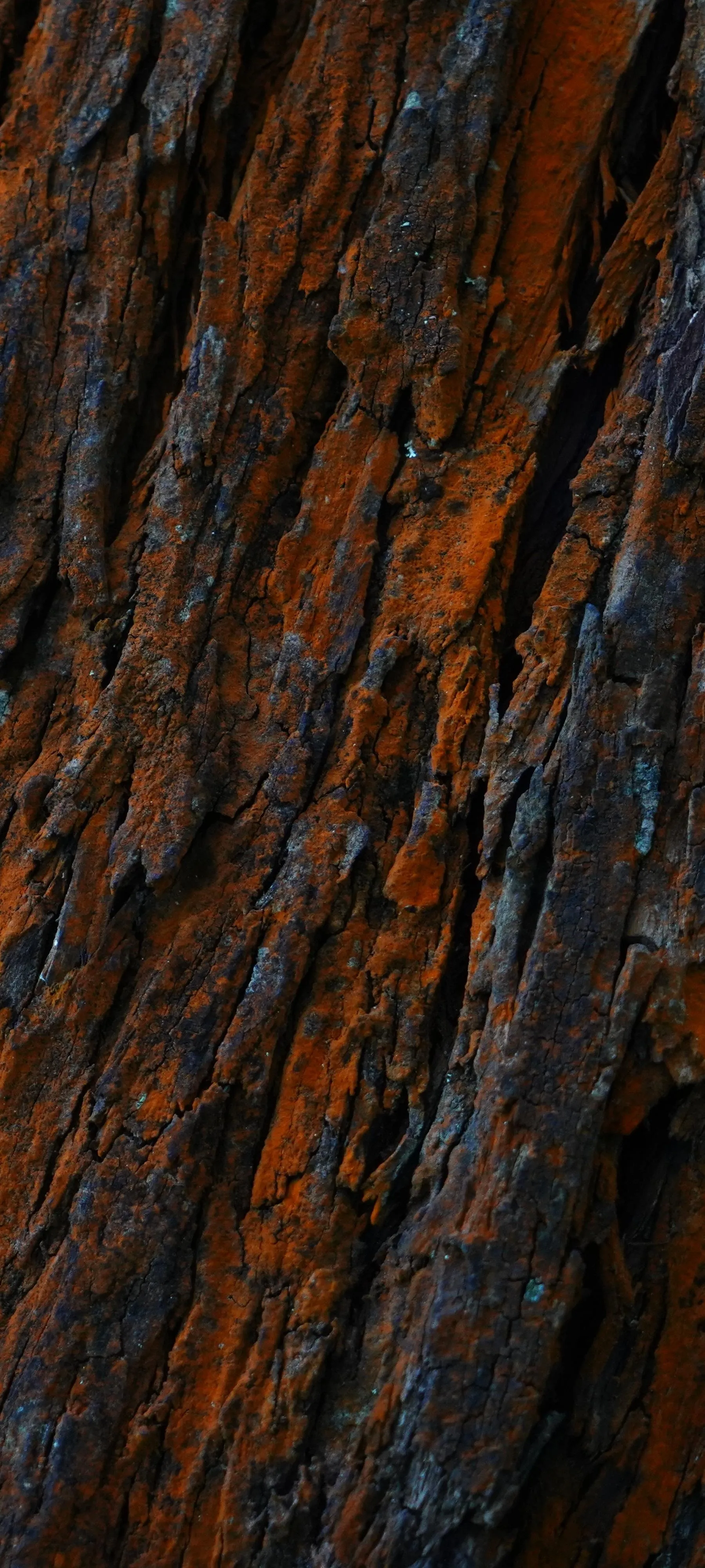 Close Up of Natural Tree Bark Texture in Earthy Tones