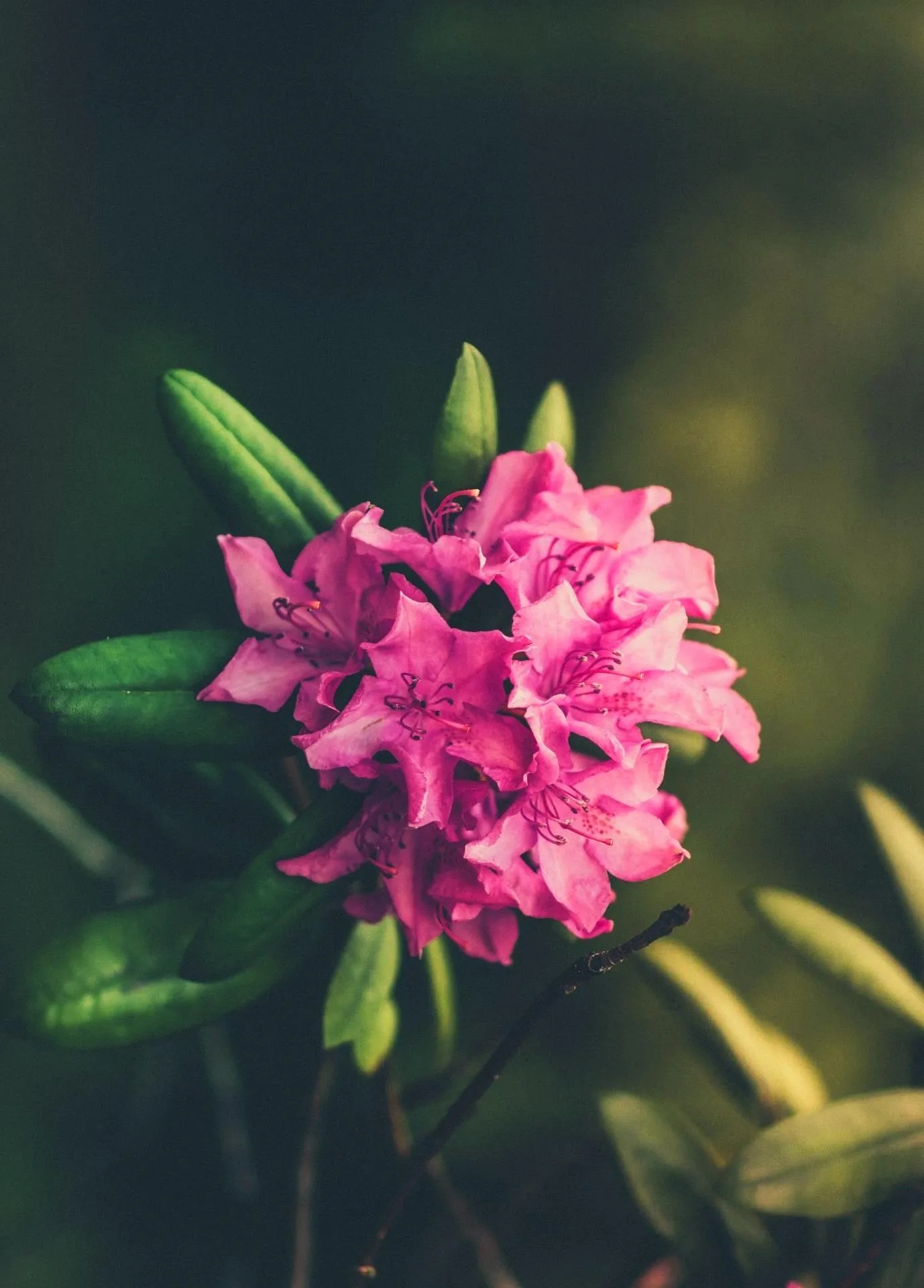 Close Up of Pink Flower Blooming Fresh Nature Aesthetic