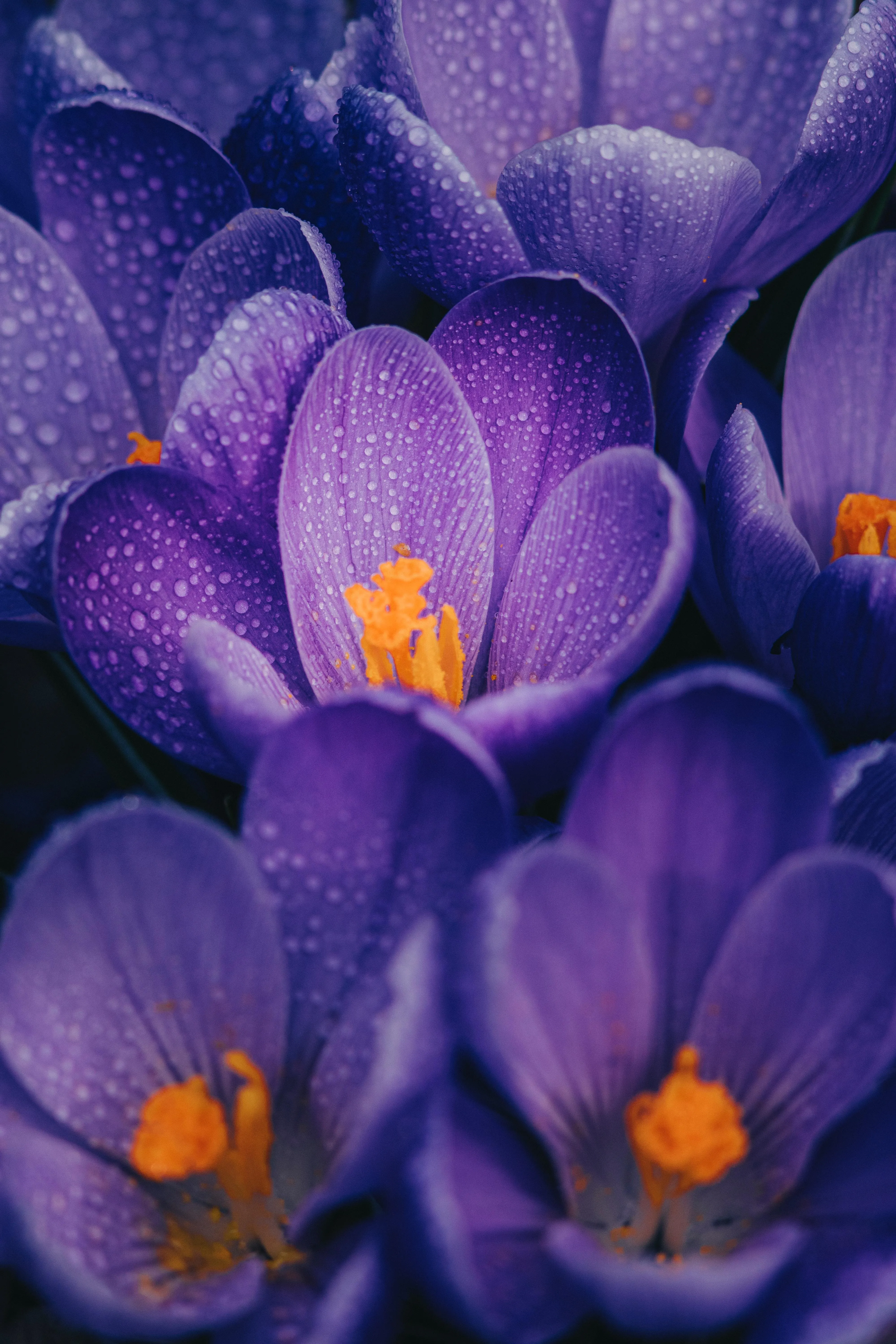 Close Up of Purple Crocus Flowers with Yellow Stigma