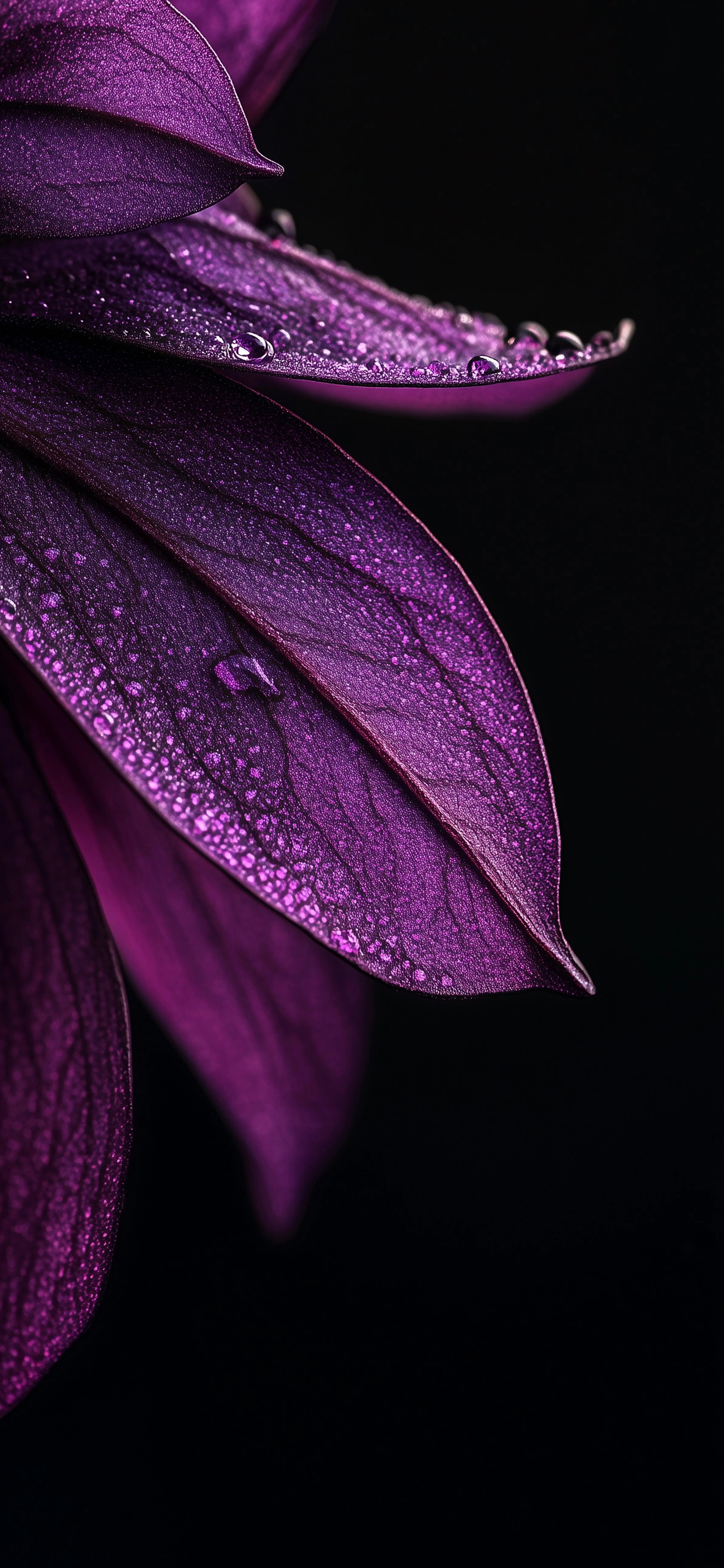 Close Up of Purple Flower Petals with Water Droplets Wallpaper