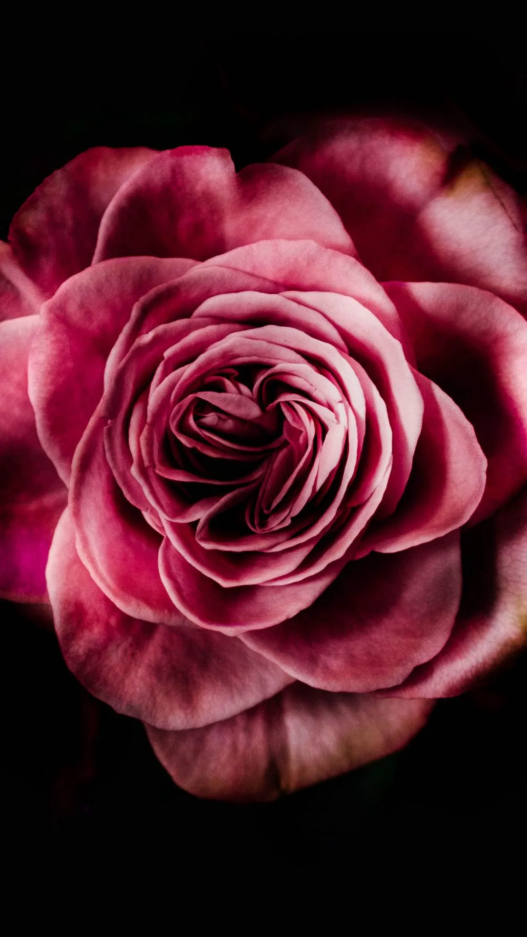 Close Up of Red Rose Petals in Soft Lighting Wallpaper