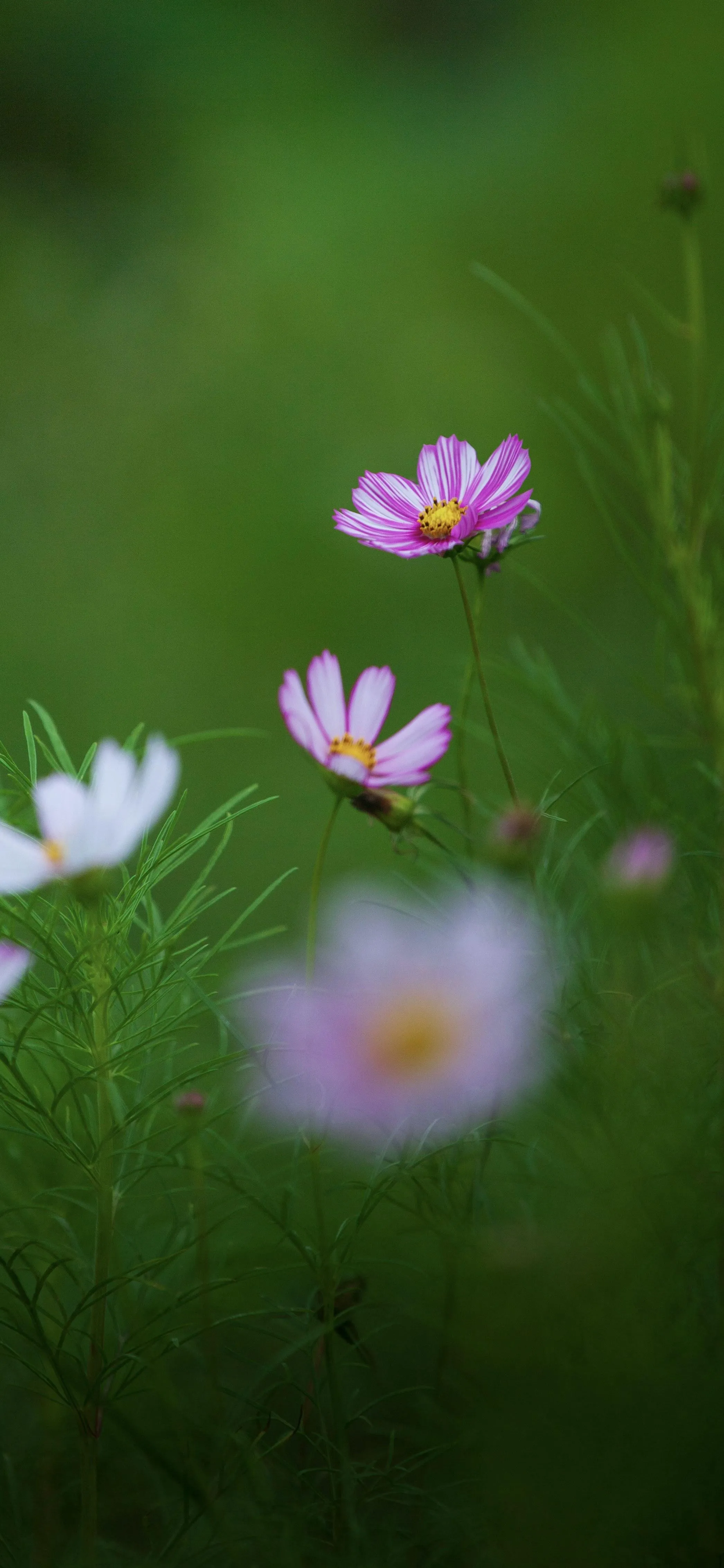 Close Up of Small Wildflowers in Soft Green Meadow Image