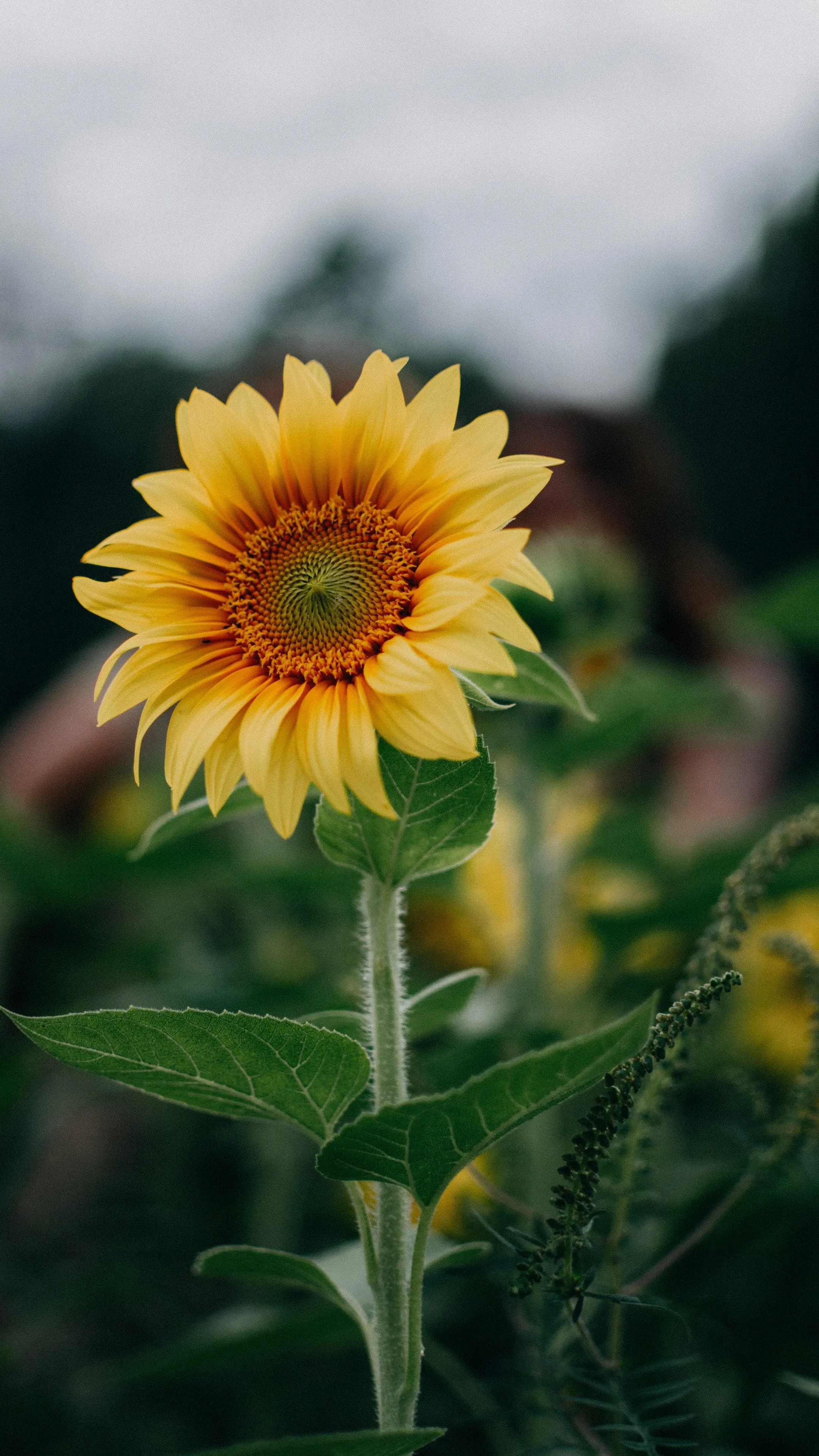 Close Up of Sunflower Blooming in Natural Light Image