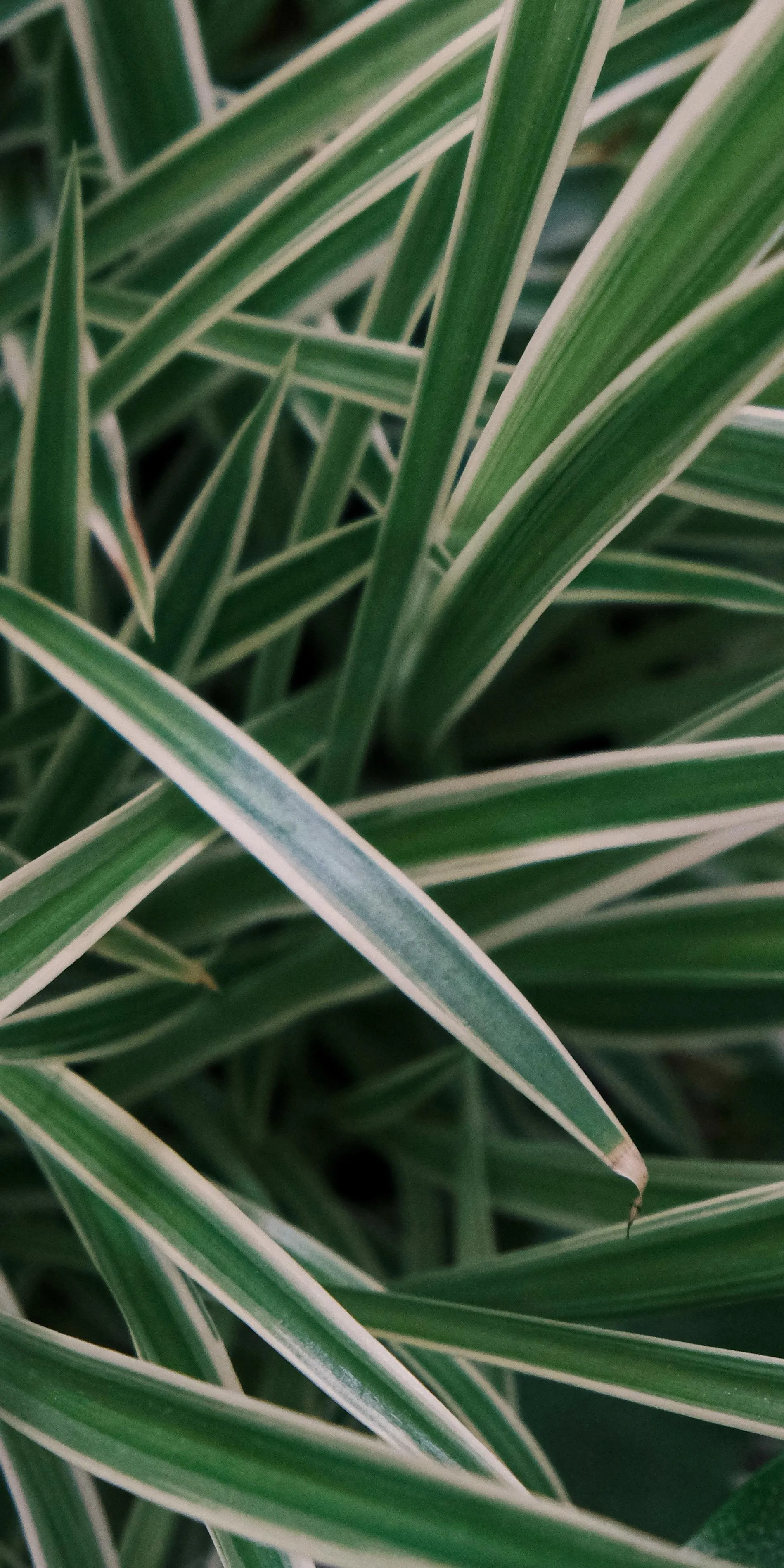 Close Up of Tropical Grass Blades in Daylight Wallpaper