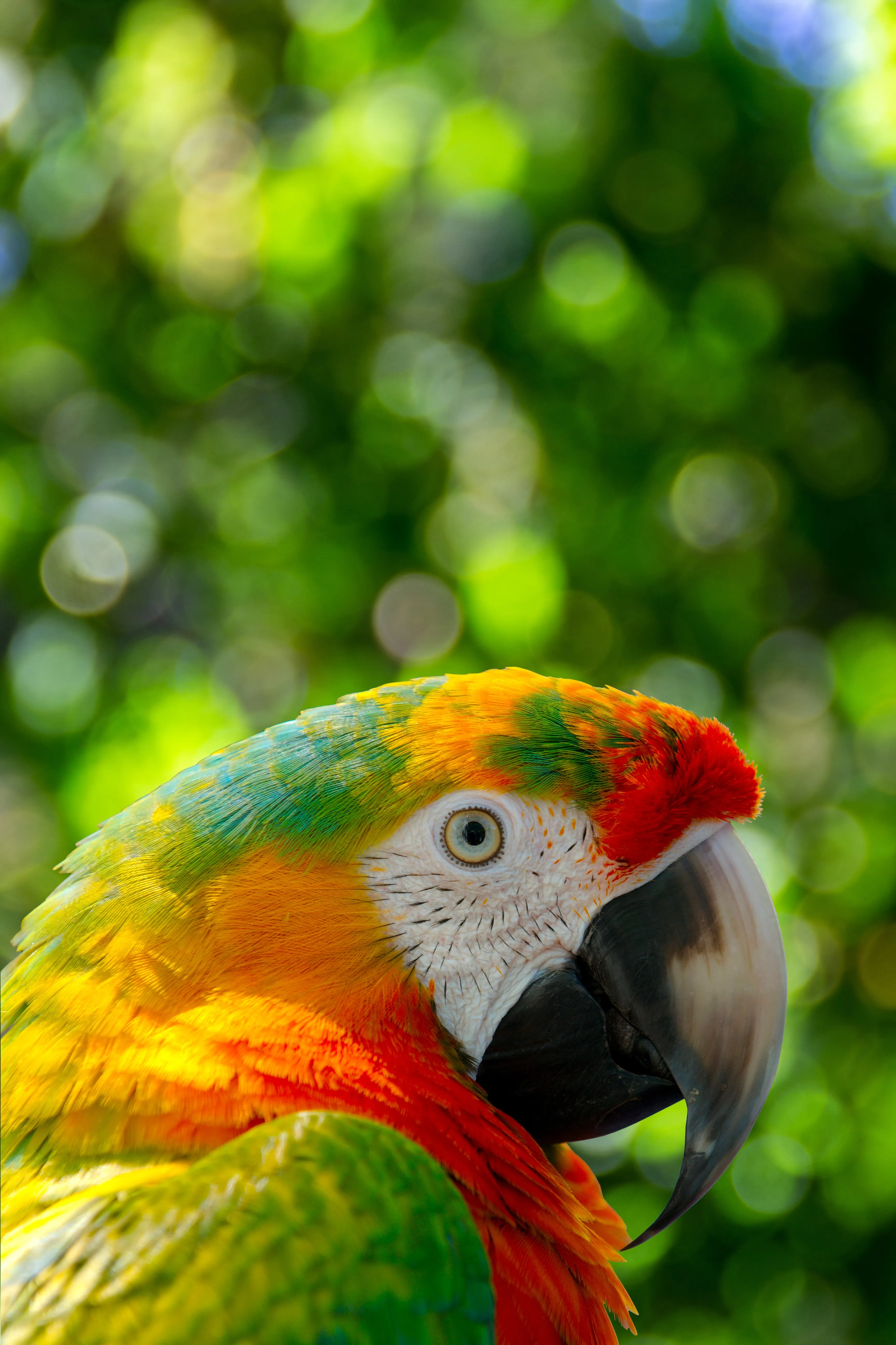 Close Up of Vibrant Parrot in Natural Green Background
