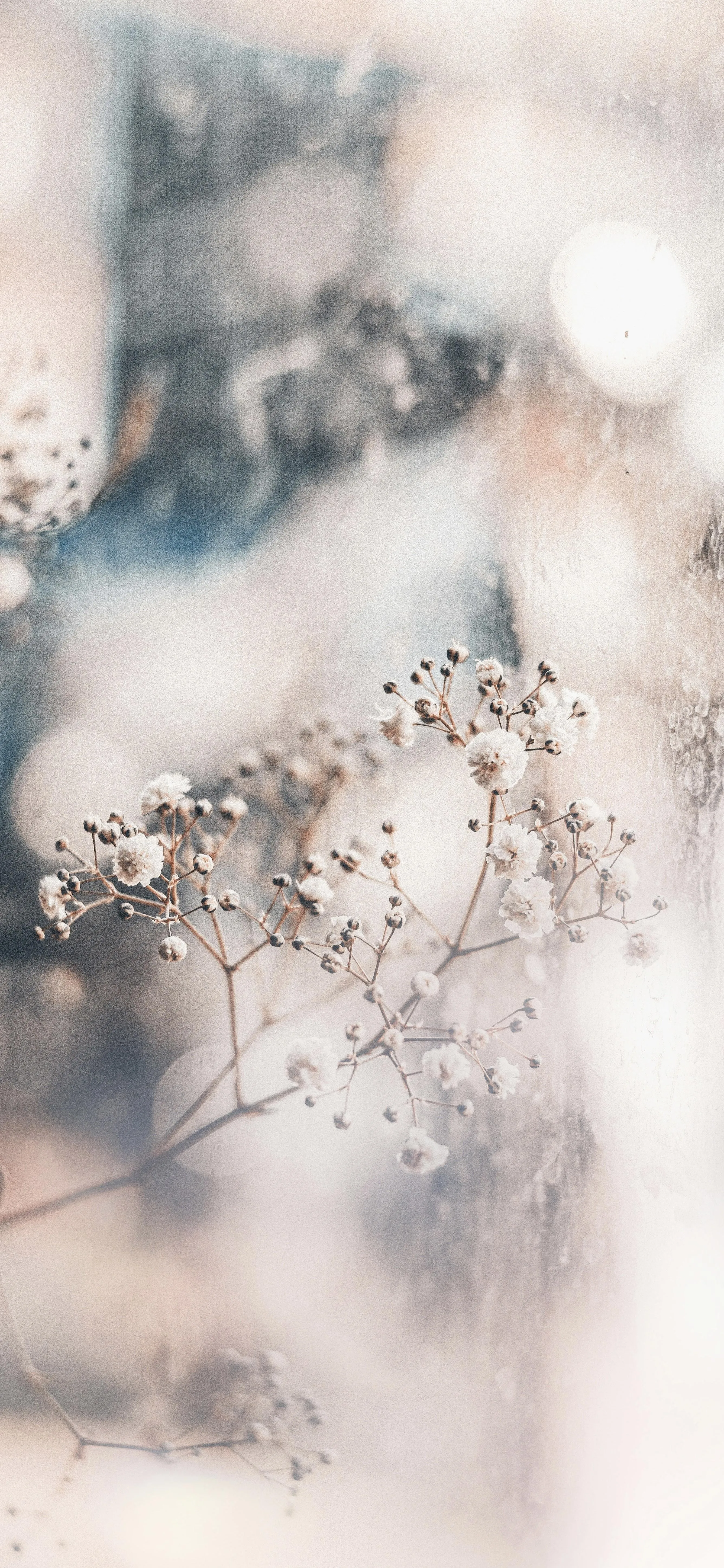 Close Up of Water Droplets on Delicate Plant Stems Image