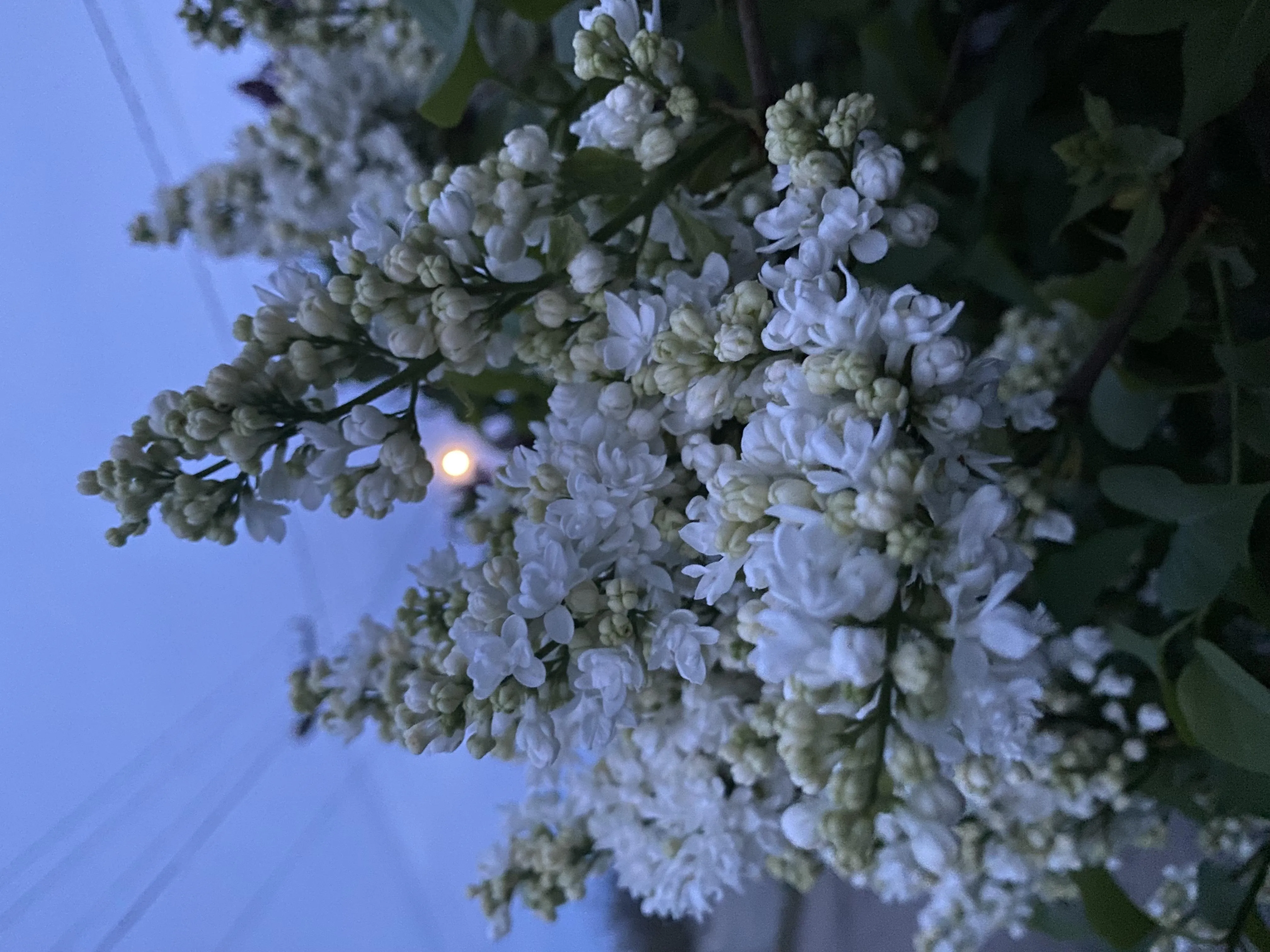 Close Up of White Flowers Blooming Against Blue Sky