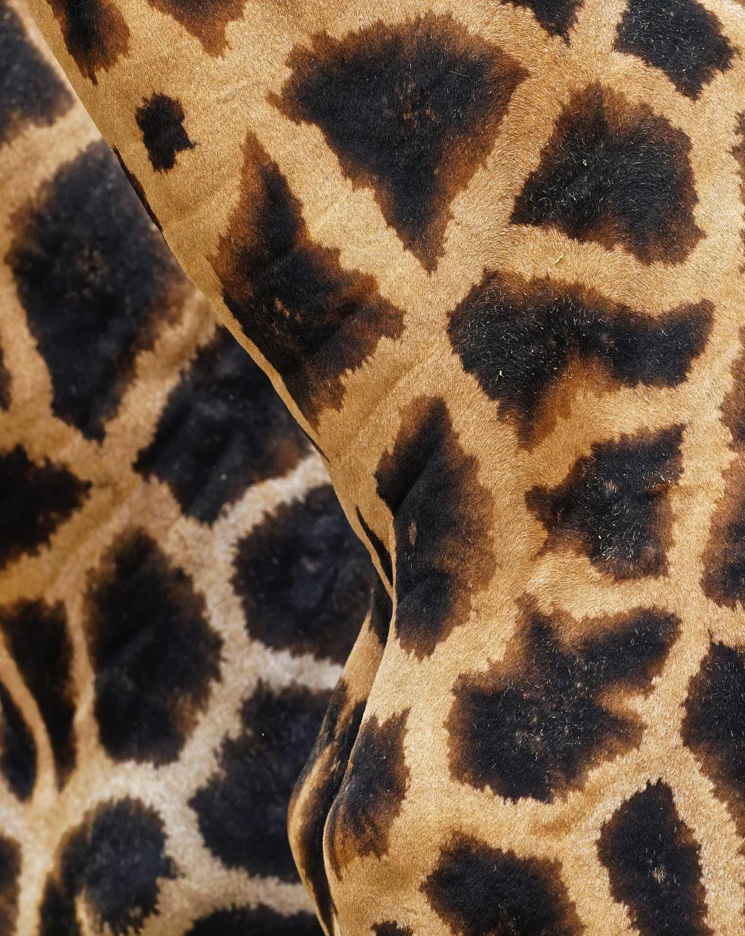 Close Up Pattern of Giraffe Fur with Detailed Textures