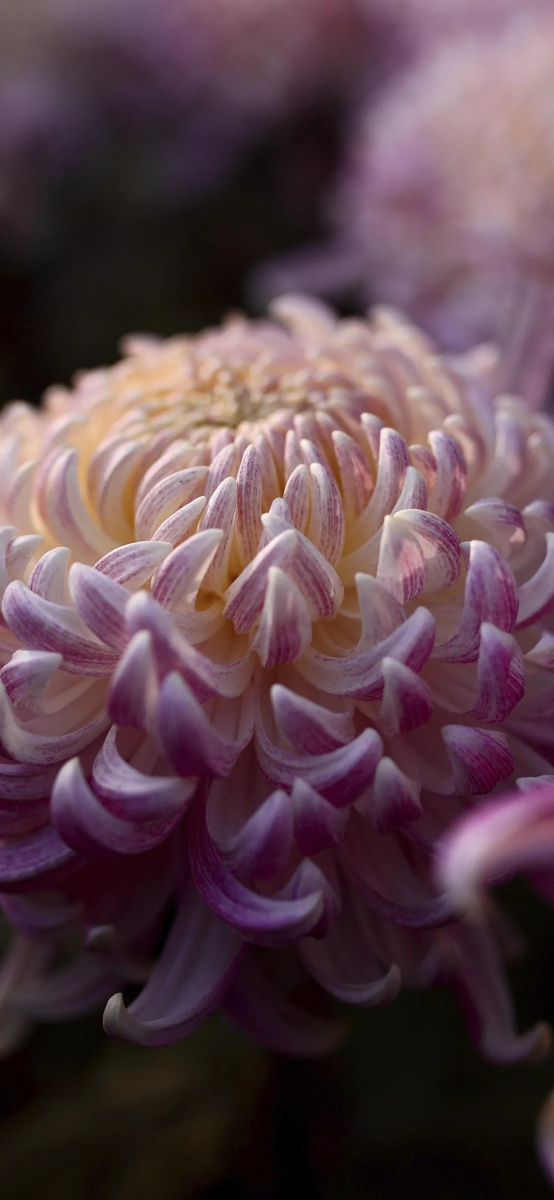 Close Up Photography of Beautiful Purple Flower Wallpaper