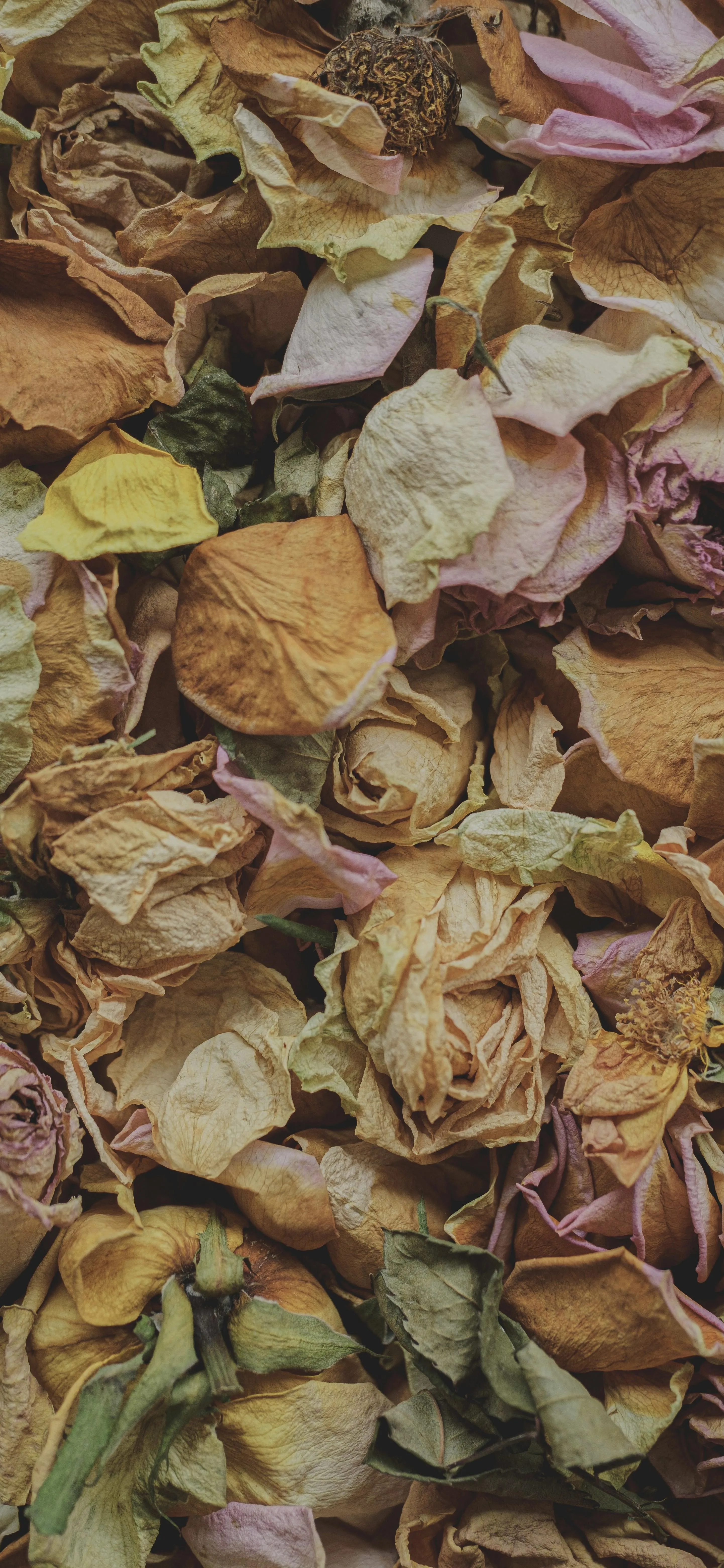 Close Up View of Dried Flower Petals on Ground in Autumn