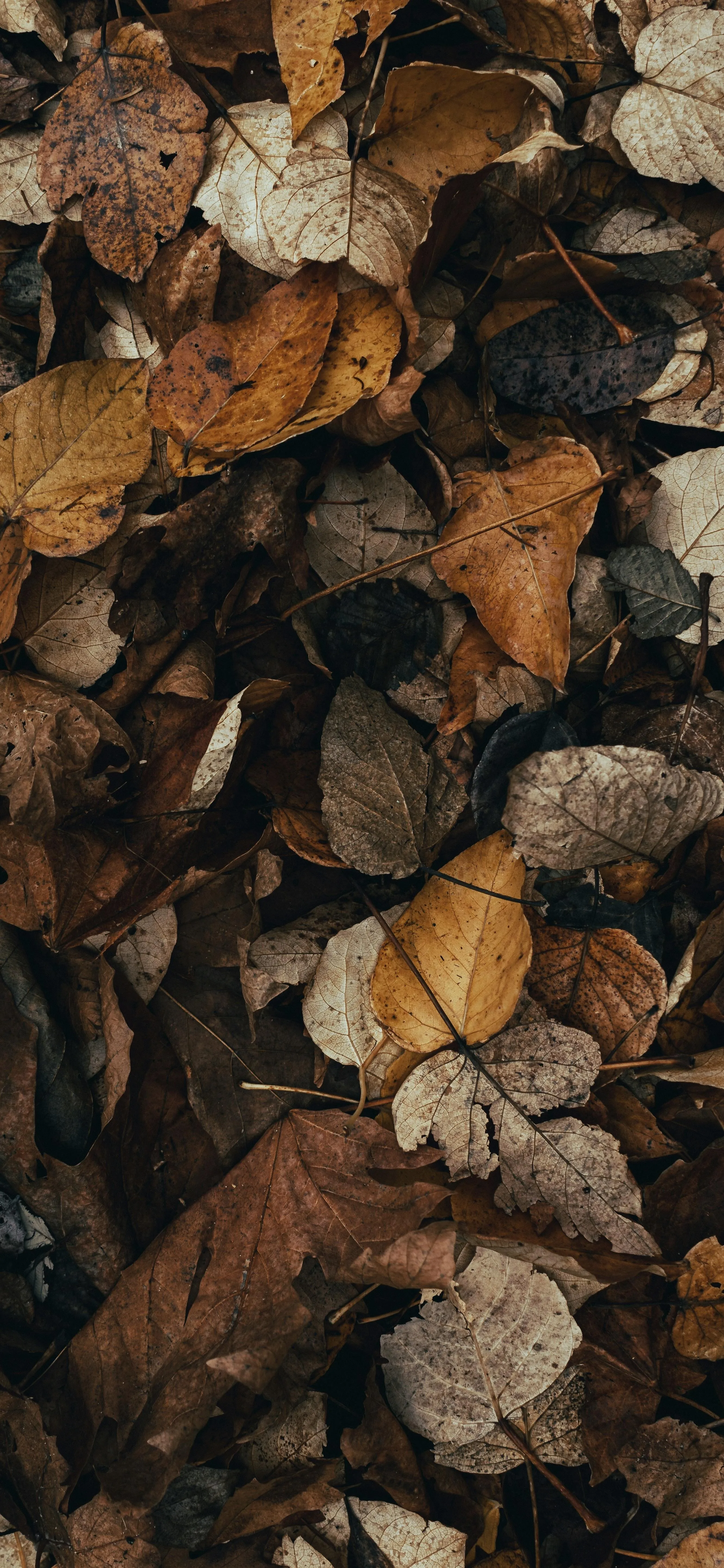 Close Up View of Fallen Brown Leaves on Ground Wallpaper