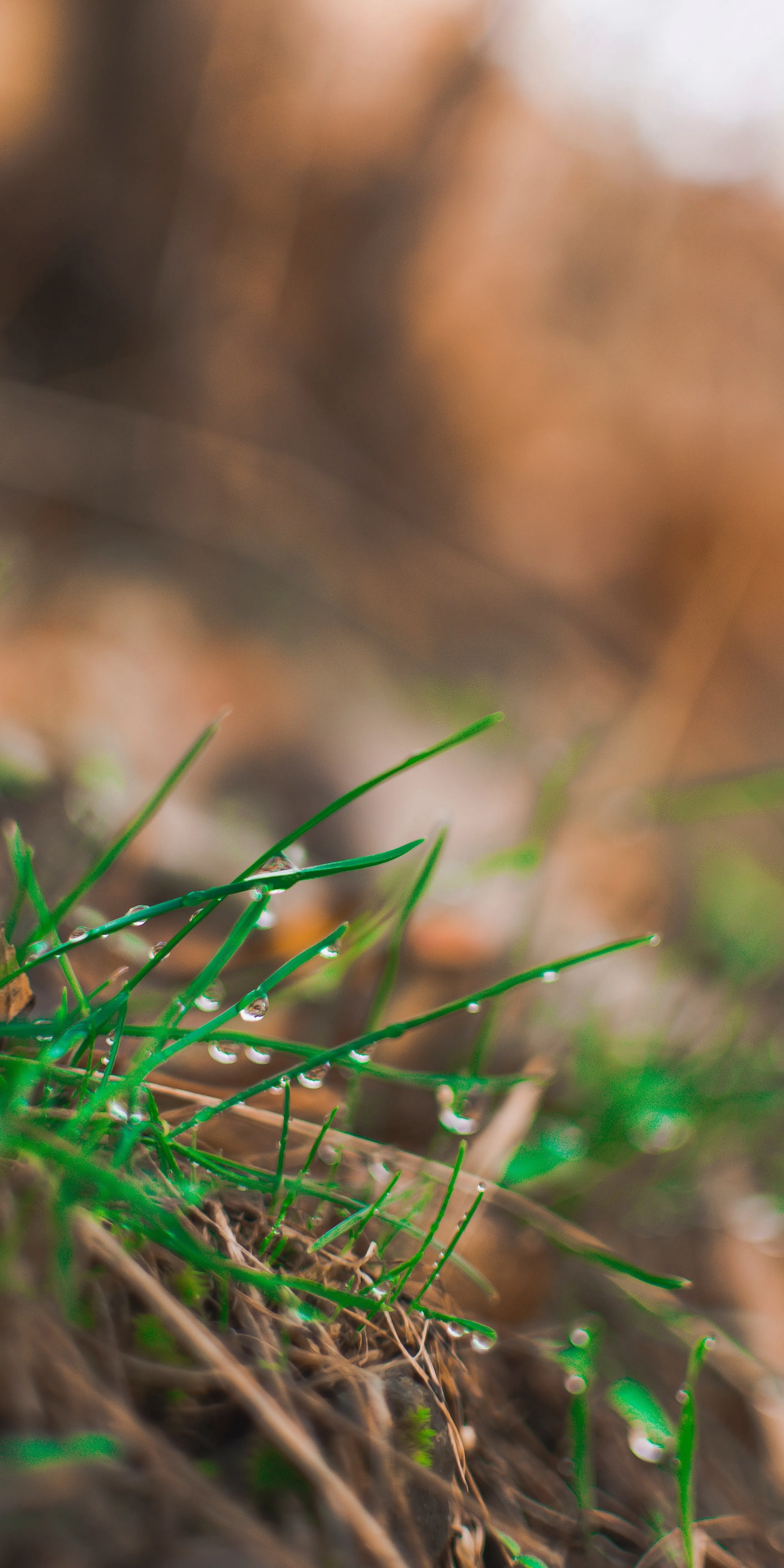 Close Up View of Fresh Green Grass with Soft Focus Image