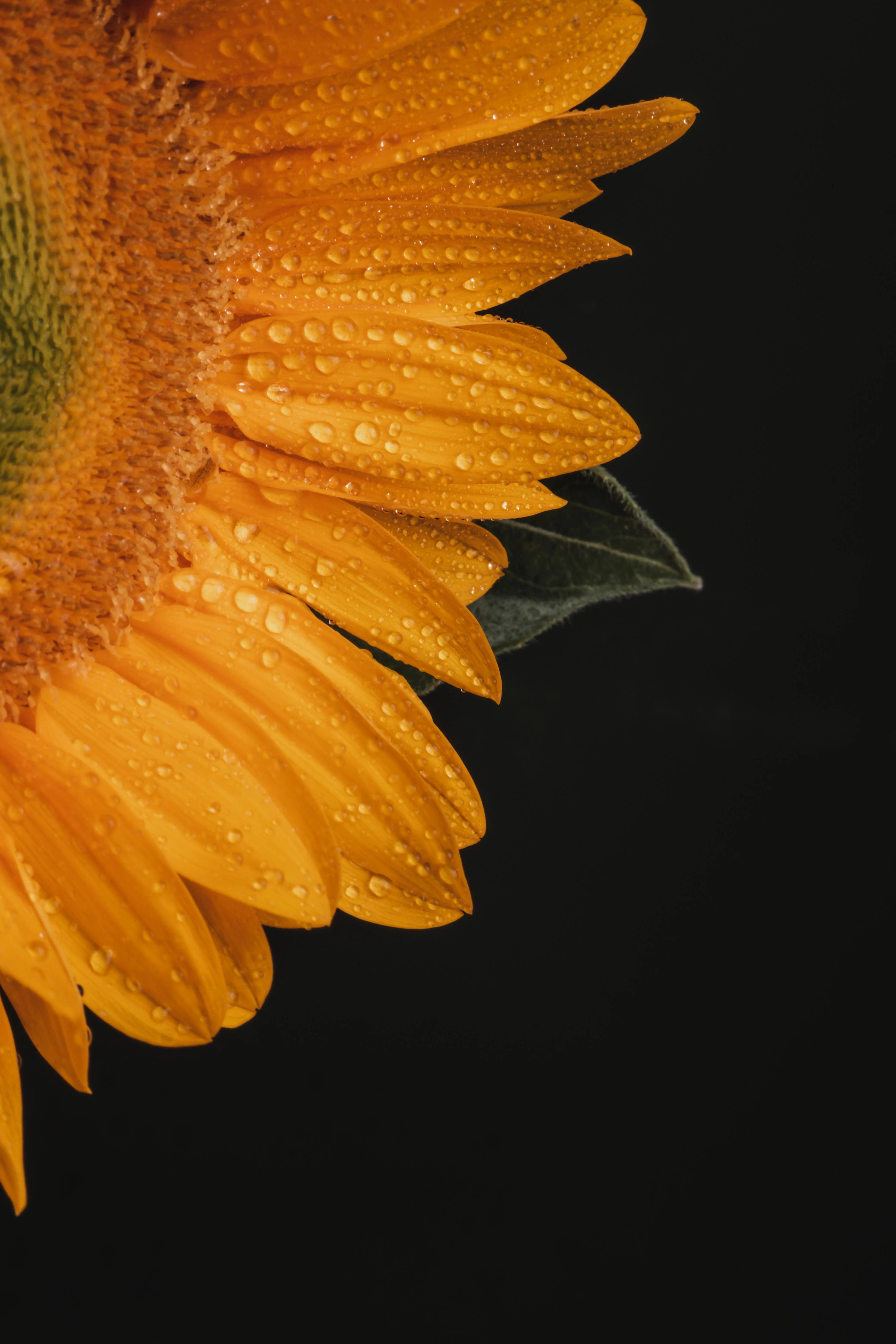 Close View of a Sunflower Petal Framed Against Dark Black
