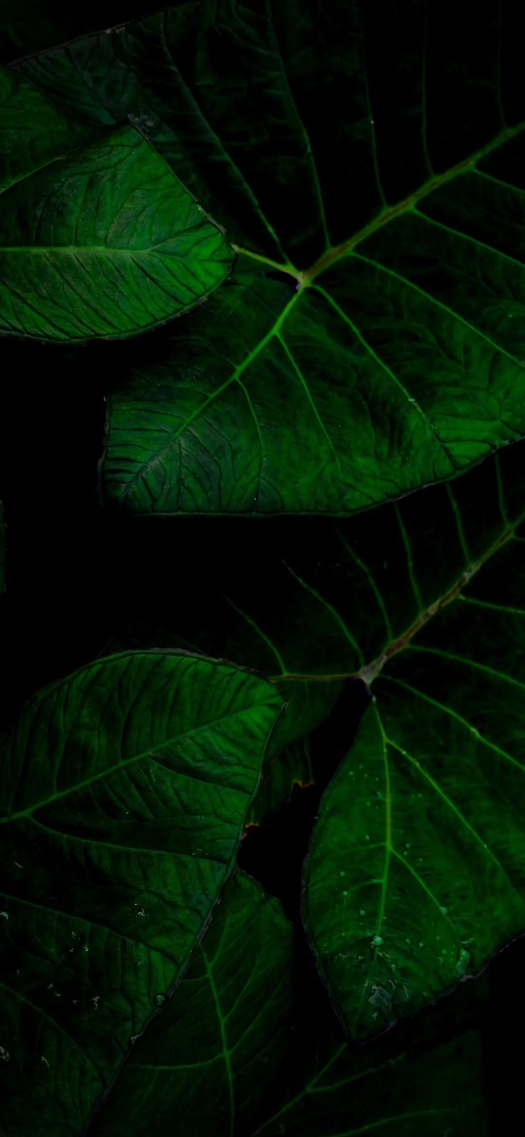 Close View of Green Tropical Leaves in Light Wallpaper