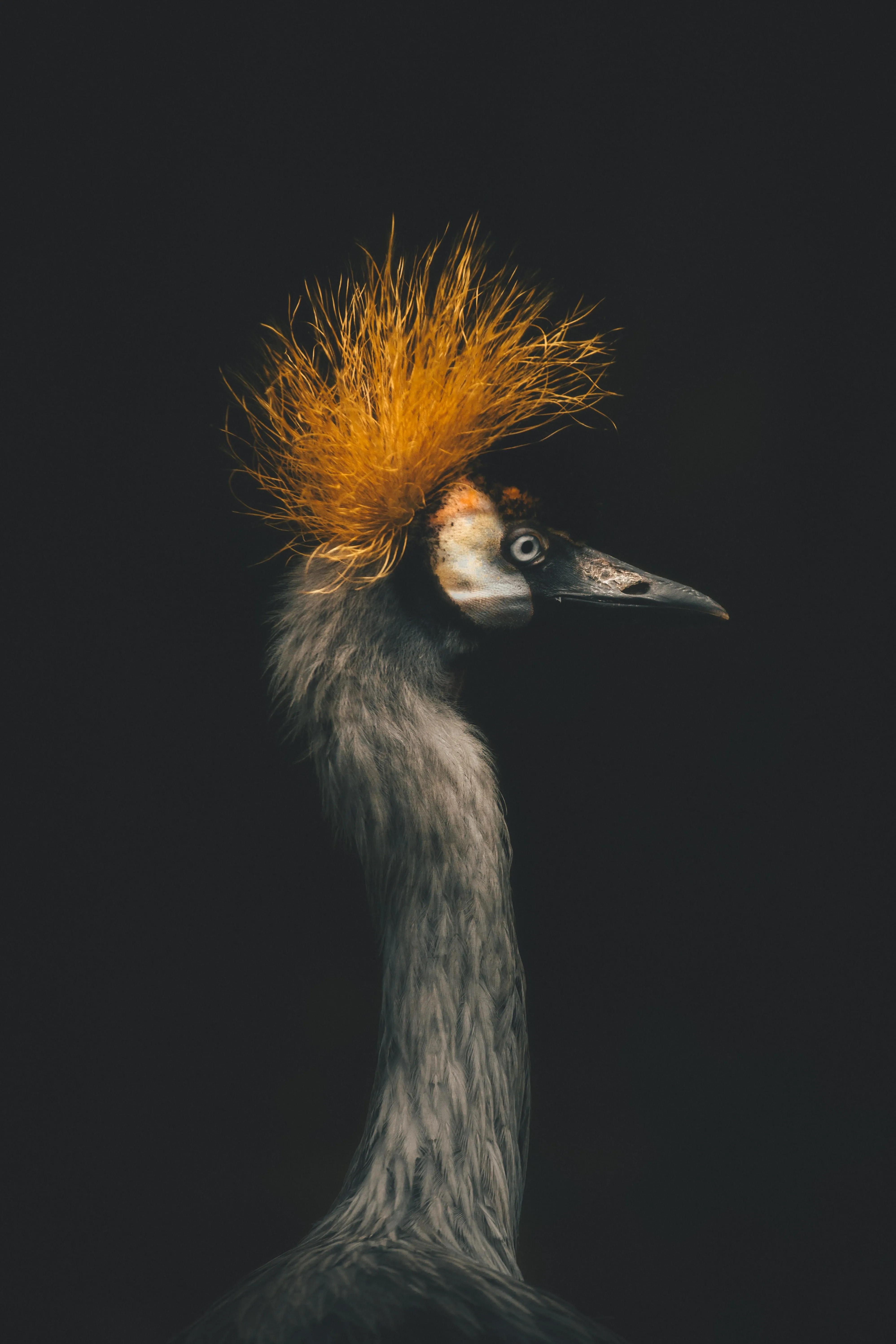 Closeup of Bird with Yellow Feathers on Head in Dark Setting